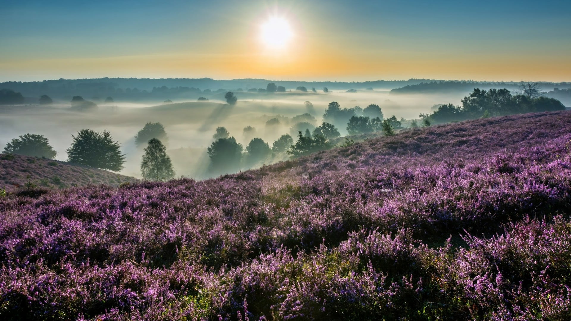 netherlands, purple, wildflower, morning, environment, hoge veluwe national park, flower, sunset, flowering plant, mist, nature, tranquil scene, national park, HD Wallpaper