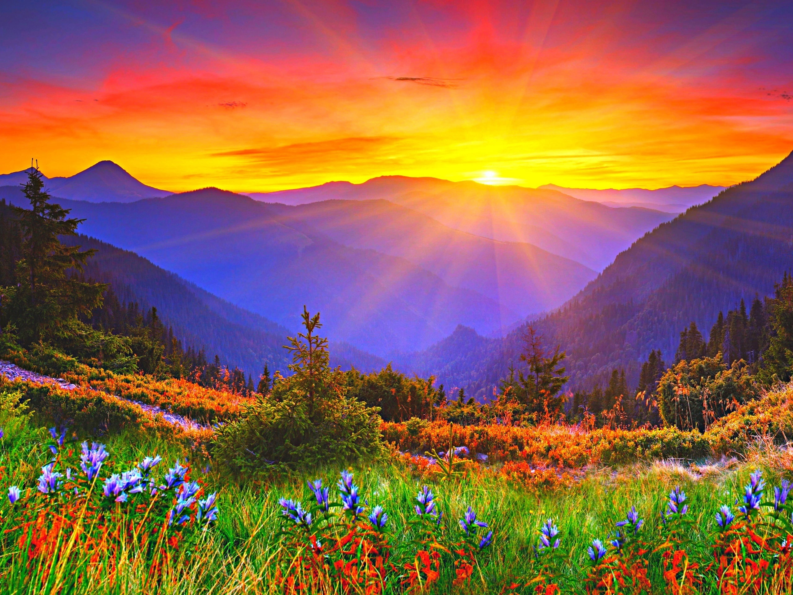 2K, Sunrise, Flowers, Dawn, Grass, Mountains, HD Wallpaper