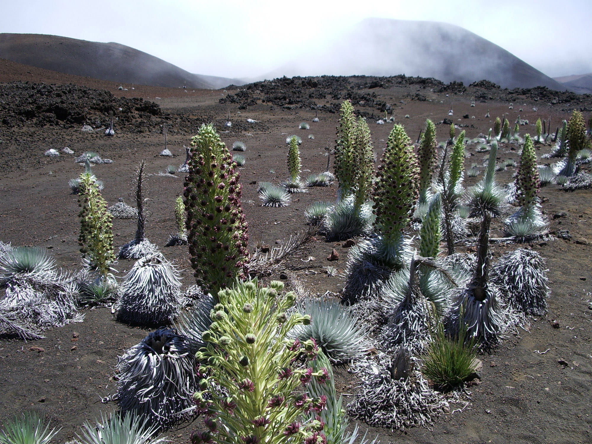 climate, photos, scenics, Haleakalā national park, flora, sky, arid climate, Hawaii, altitude, national, scenics - nature, desert, tranquility, cactus, HD Wallpaper