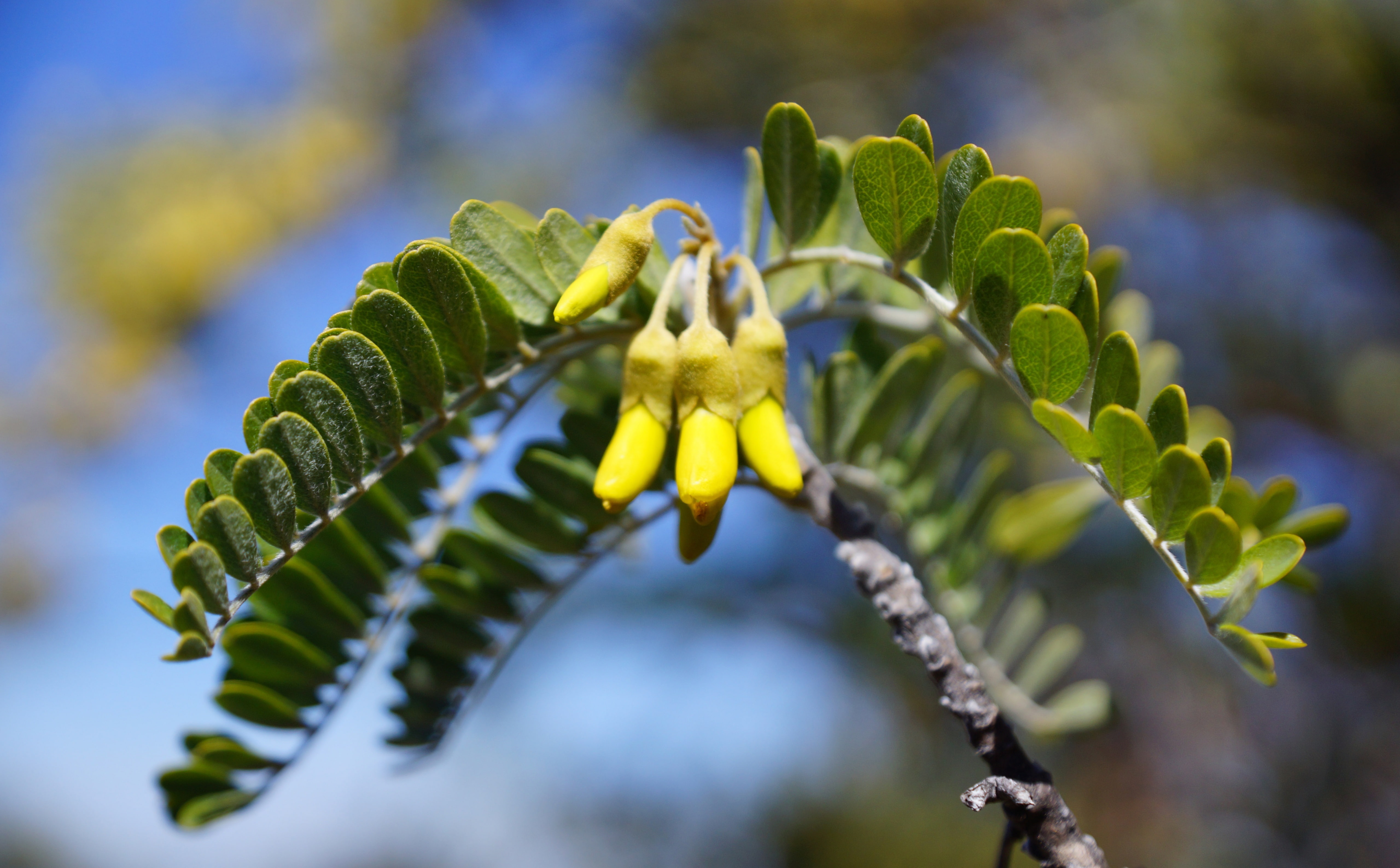 plant part, commons, focus on foreground, national, foto, unitedstates, outdoors, slta77, freshness, day, haikuukaahupuaa, amerika, geotagged, High, vulnerability, HD Wallpaper
