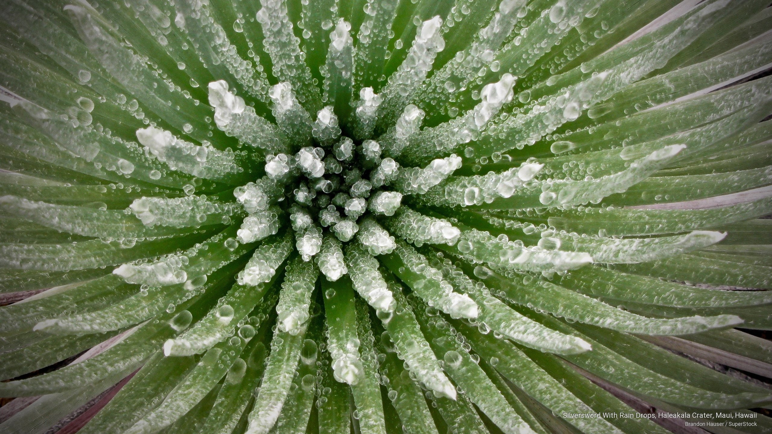haleakala, maui, crater, 2K, drops, rain, hawaii, silversword, Flowers/Gardens, HD Wallpaper