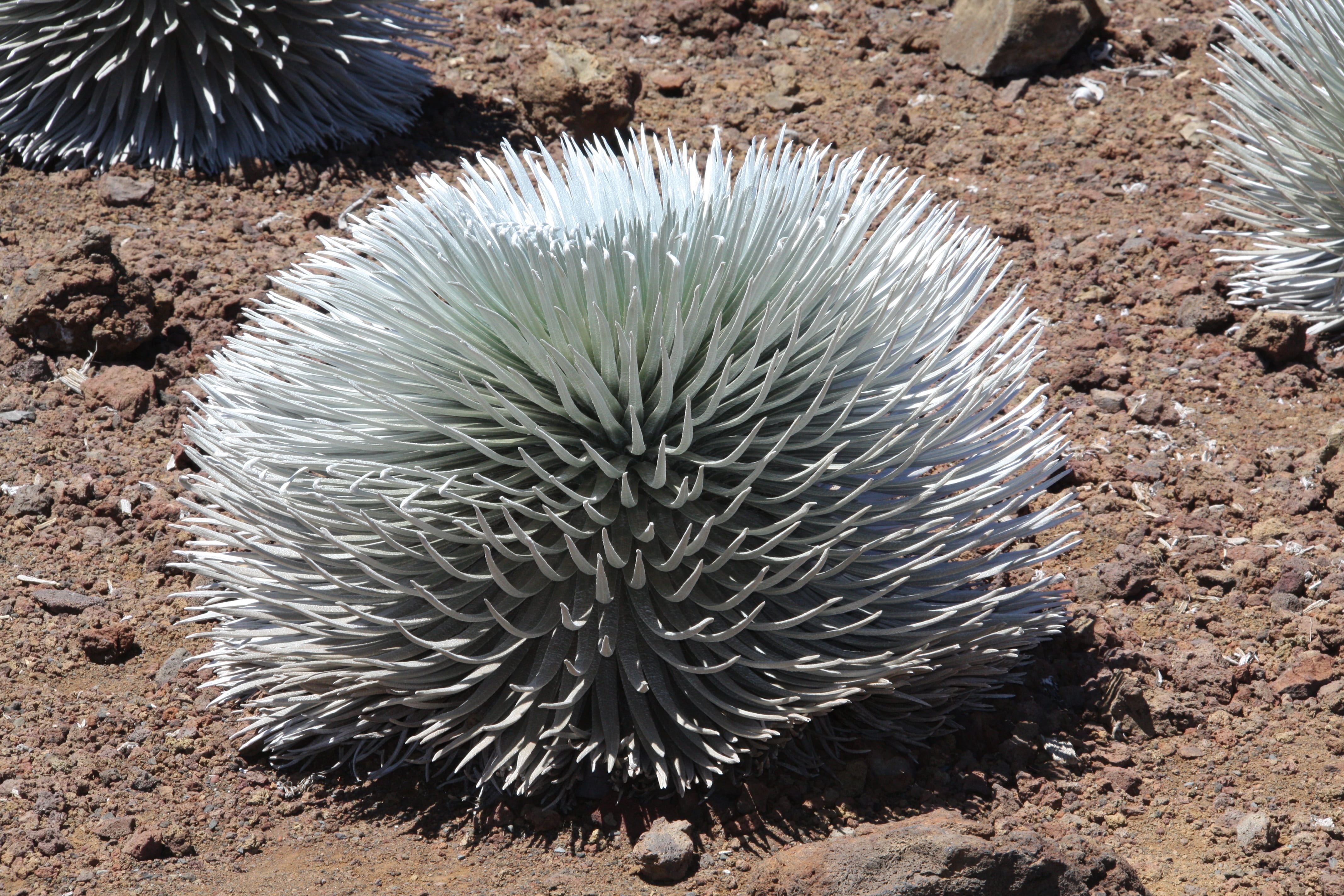 park, high angle view, one animal, fanned out, wilderness, vegetation, field, animal themes, national, maui, beauty in nature, vertebrate, cactus, plants, HD Wallpaper
