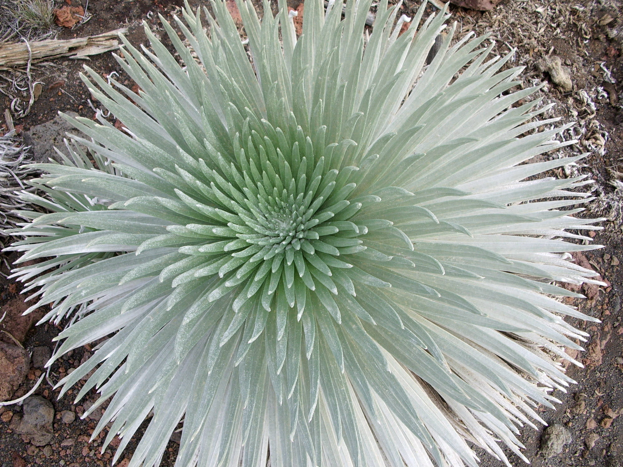 flora, spiked, freshness, United States, high angle view, beauty in nature, land, close-up, field, 1080P, pattern, plant, photo, succulent plant, Flower, HD Wallpaper