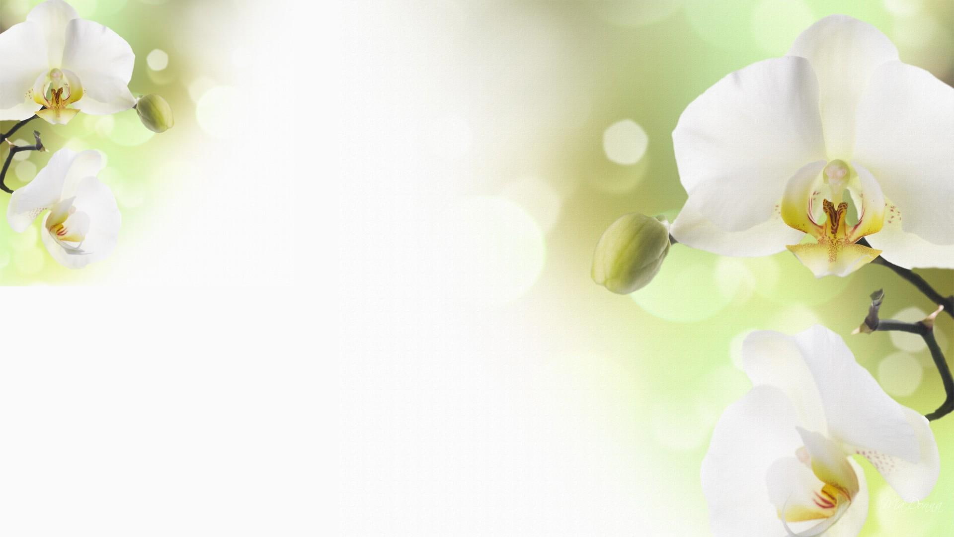 3d and abstract, 1080P, firefox persona, pale, delicate, two, bokeh, orchid, orchids, flower, white, HD Wallpaper
