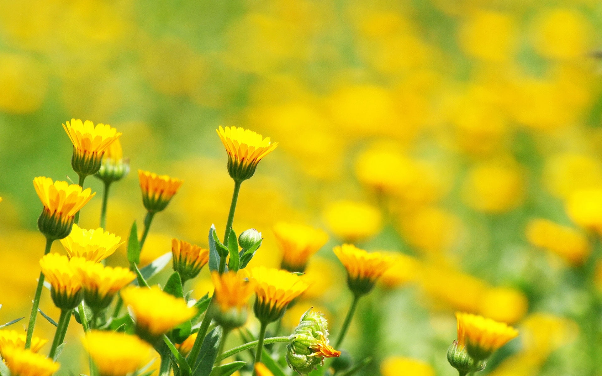 growth, yellow, field, flower, agriculture, day, springtime, background, vibrant Color, fragility, close-up, flowering plant, freshness, outdoors, flowerbed, HD Wallpaper