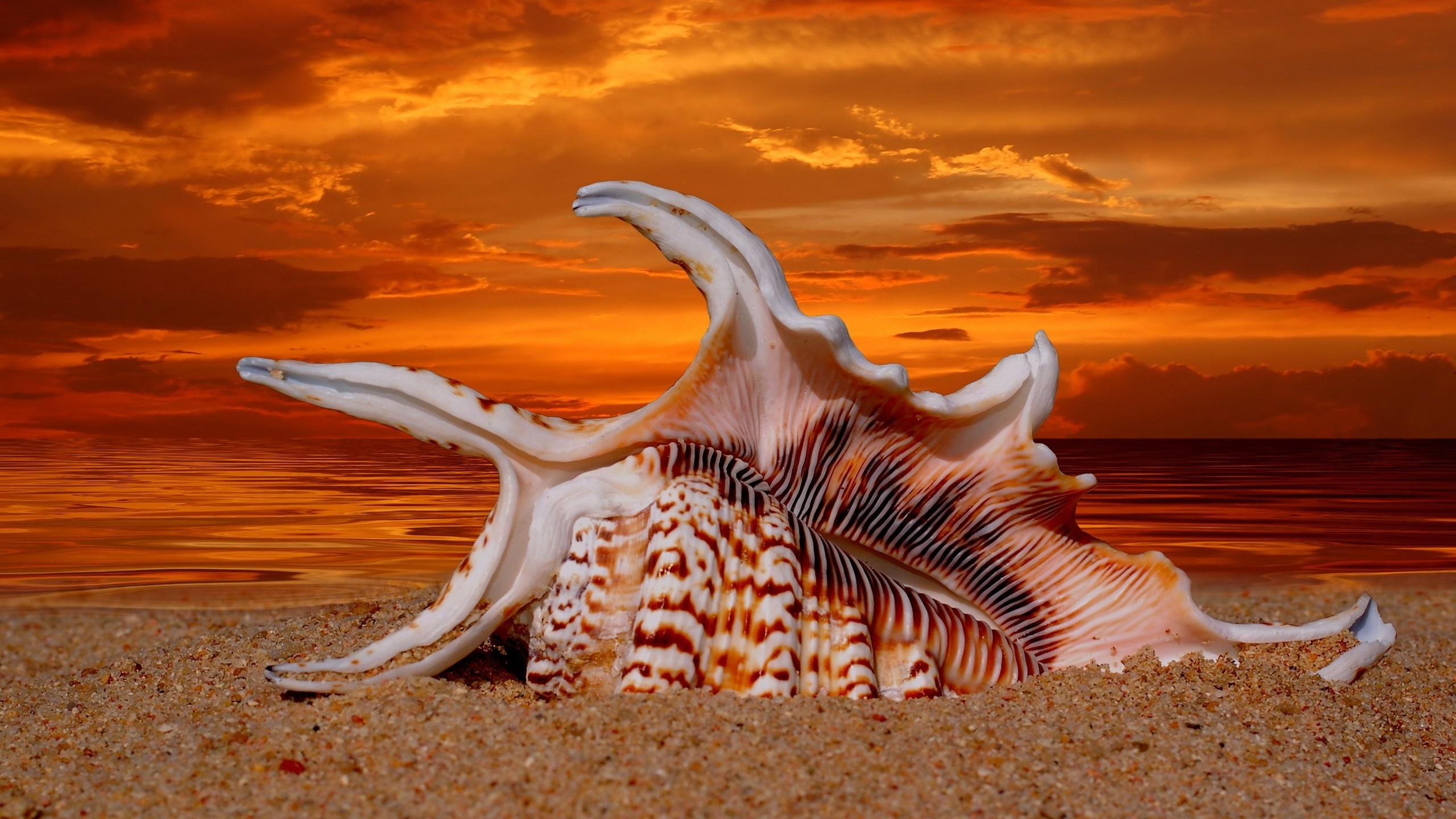 2K, beach, 3d and abstract, shell, sundown, sea, shore, sunset, HD Wallpaper