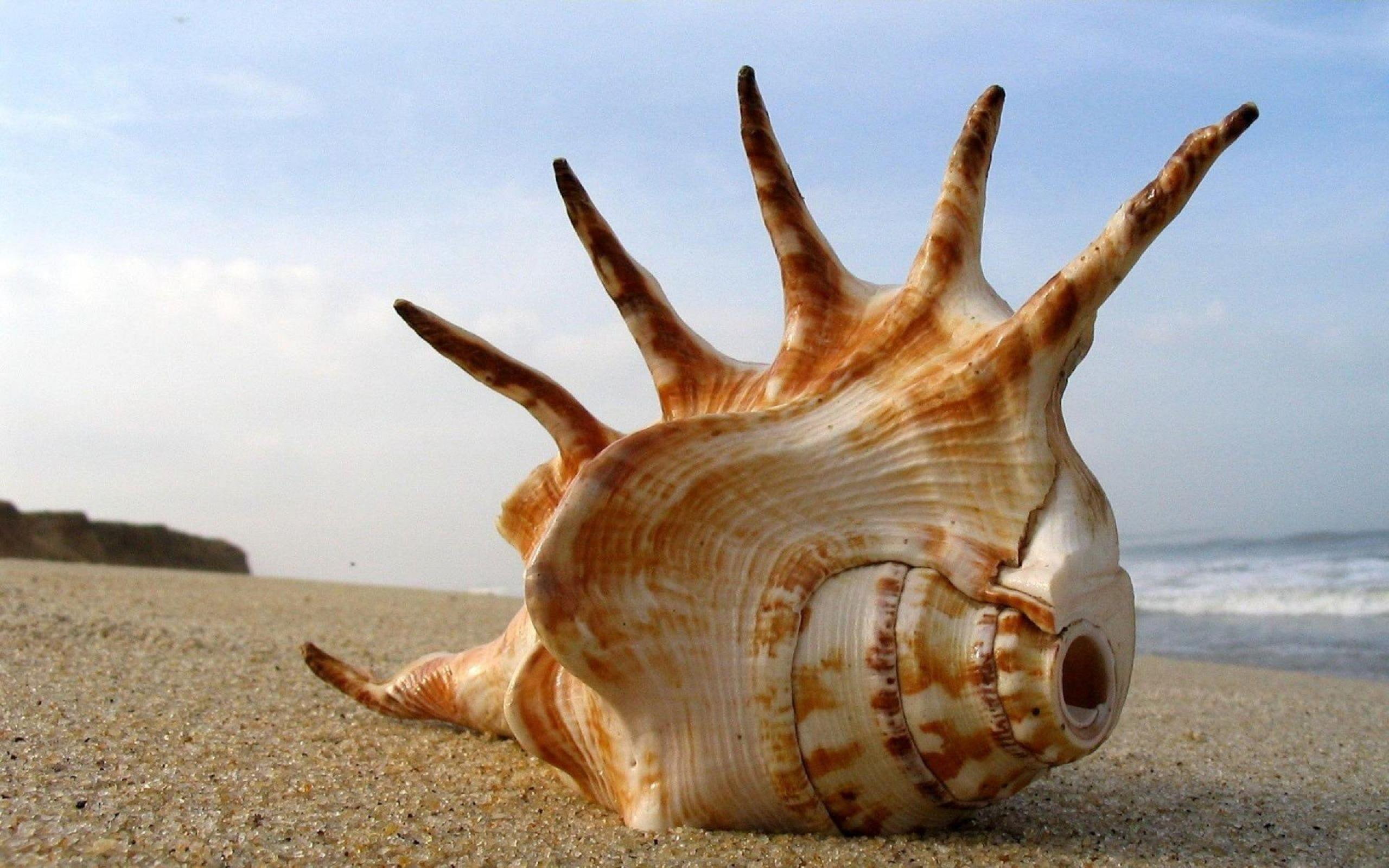 beach, shell, nature, 2K, sea, HD Wallpaper