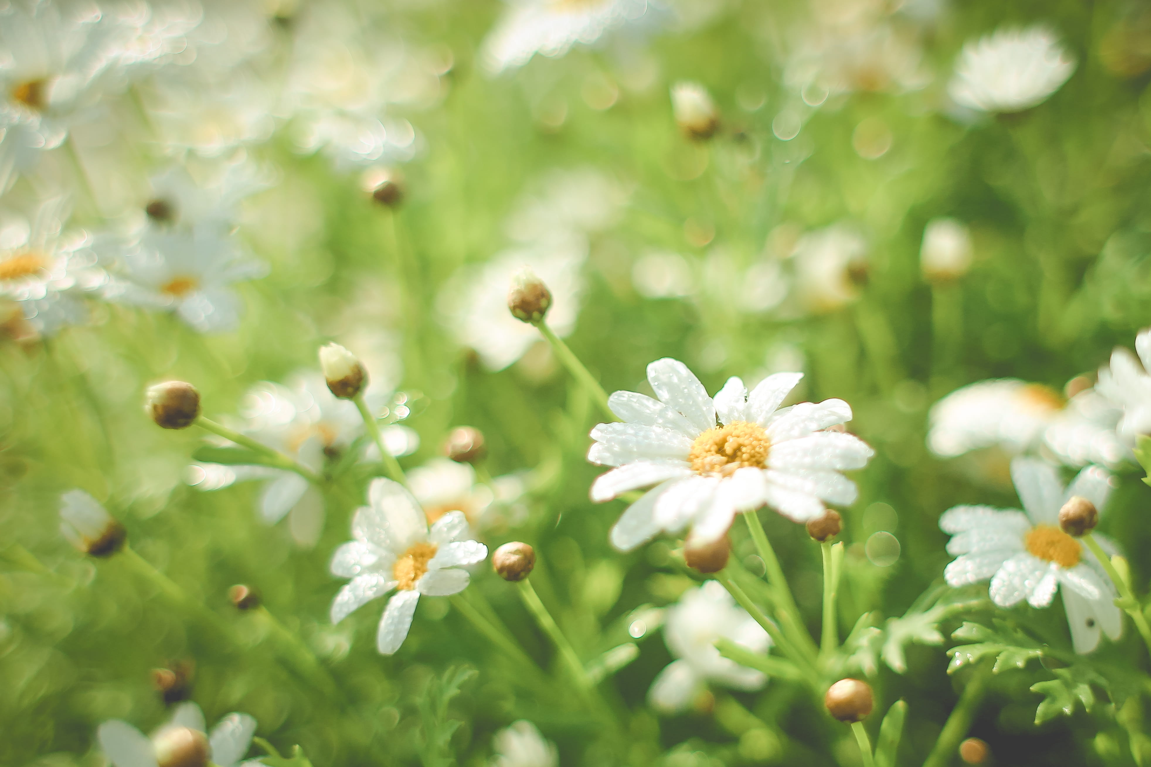 petal, beauty In Nature, inflorescence, day, blossom, flowers, 4K, field, fragility, flower, close-up, nature, white color, daisy, green Color, no People, HD Wallpaper