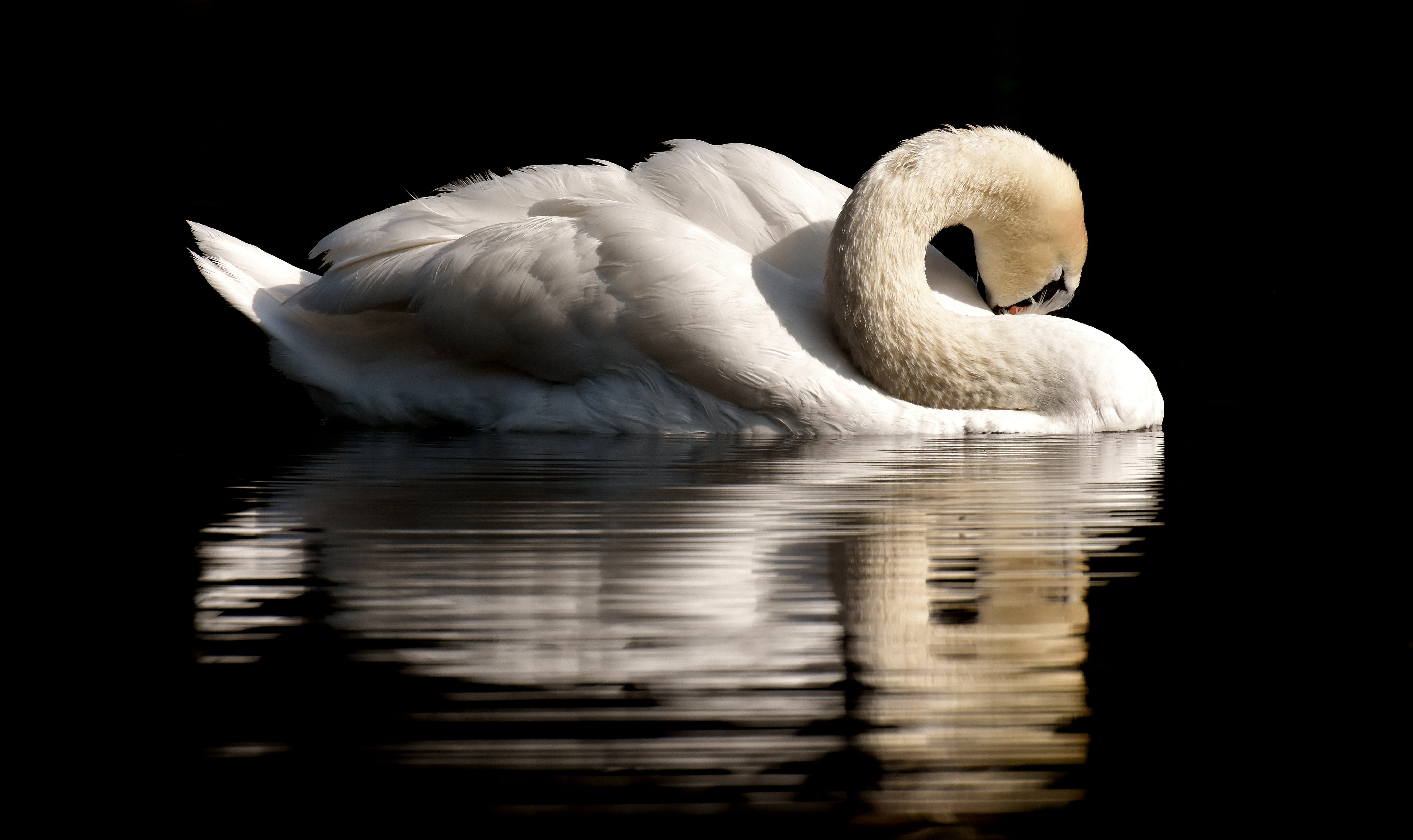 reflection, lake, plumage, 5K, animal themes, animals in the wild, white swan, wildlife photography, animal world, bird, beak, swimming, pride, photo, HD Wallpaper