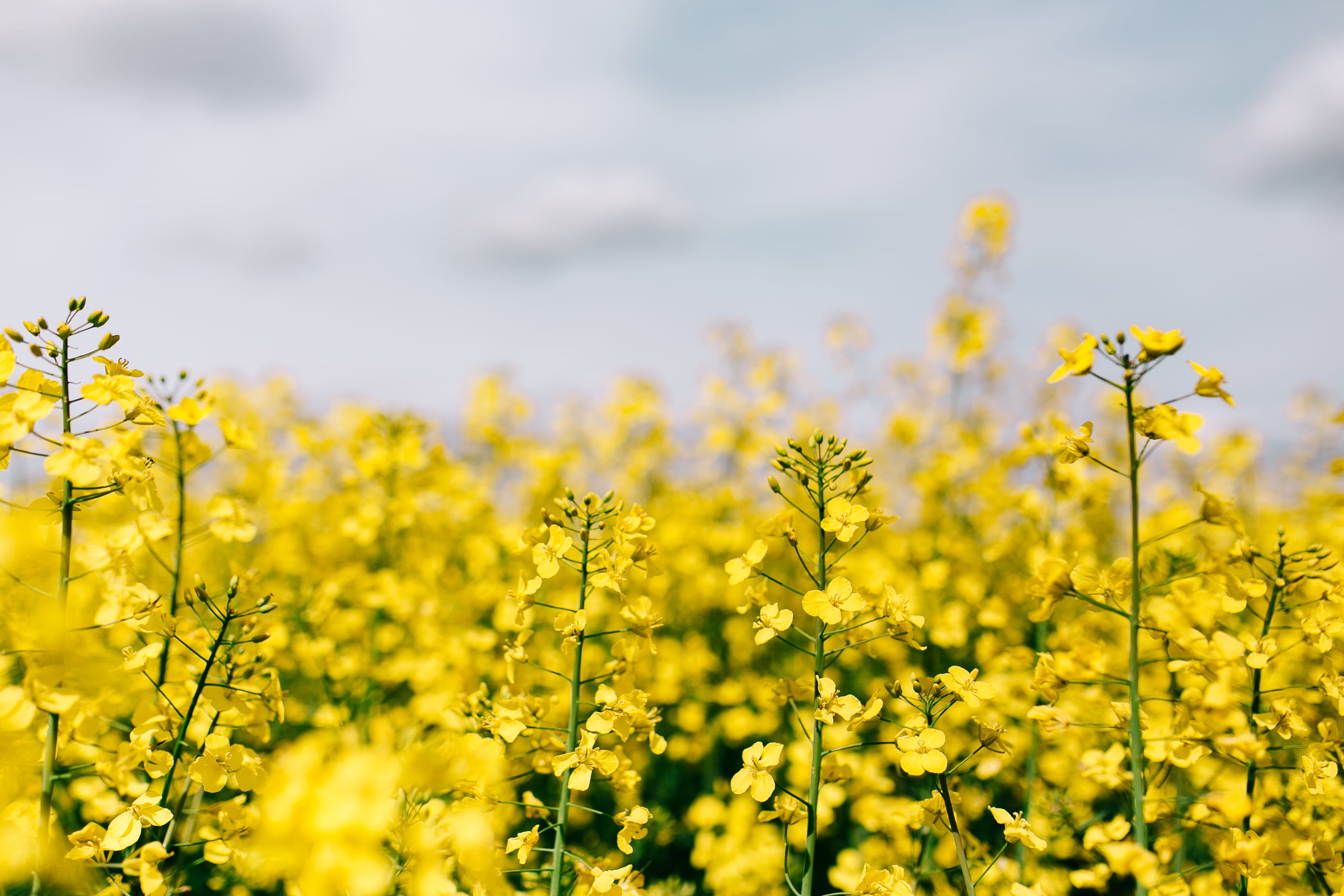 oilseed, rapeseed, 4K, rural Scene, springtime, meadow, yeallow, outdoors, sunny day, yellow, background, land, crop, scenics - nature, growth, agriculture, HD Wallpaper