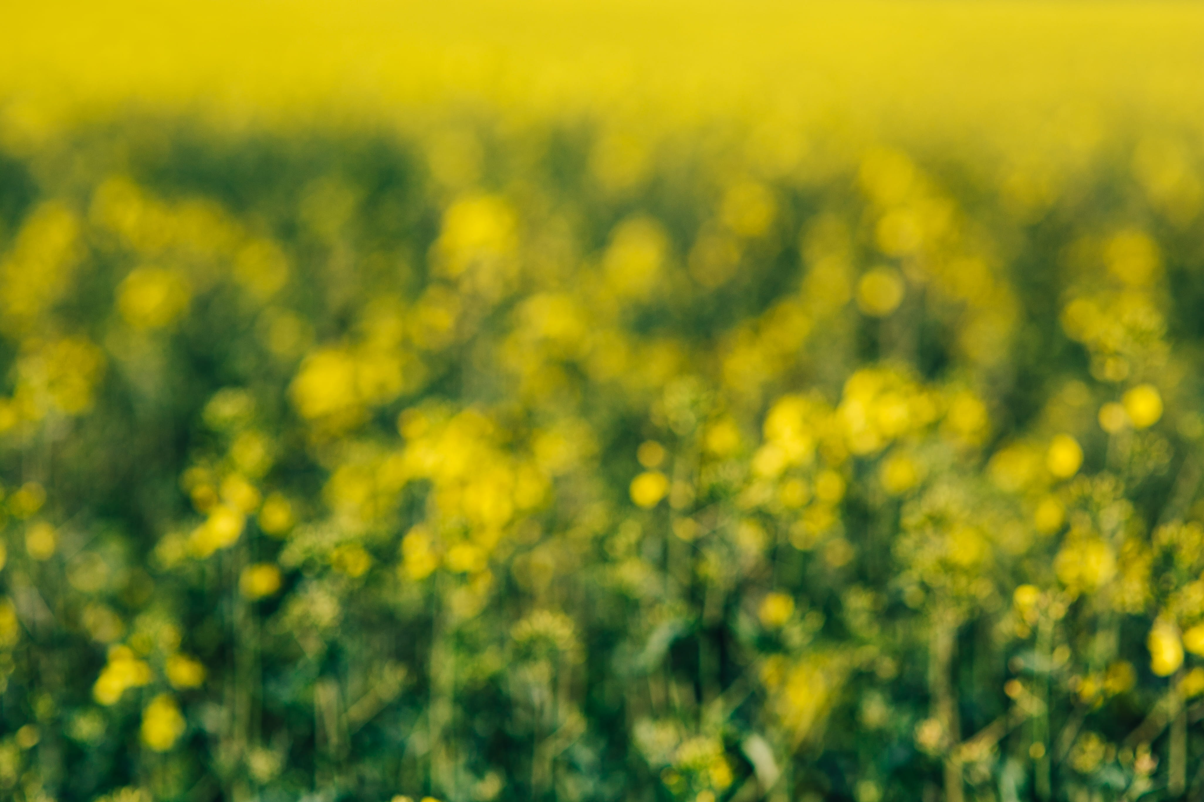 plant, fragility, yellow, 4K, no People, rapeseed, landscape, nature, sunny day, oilseed, vibrant Color, flowering plant, crop, meadow, flowerbed, day, HD Wallpaper