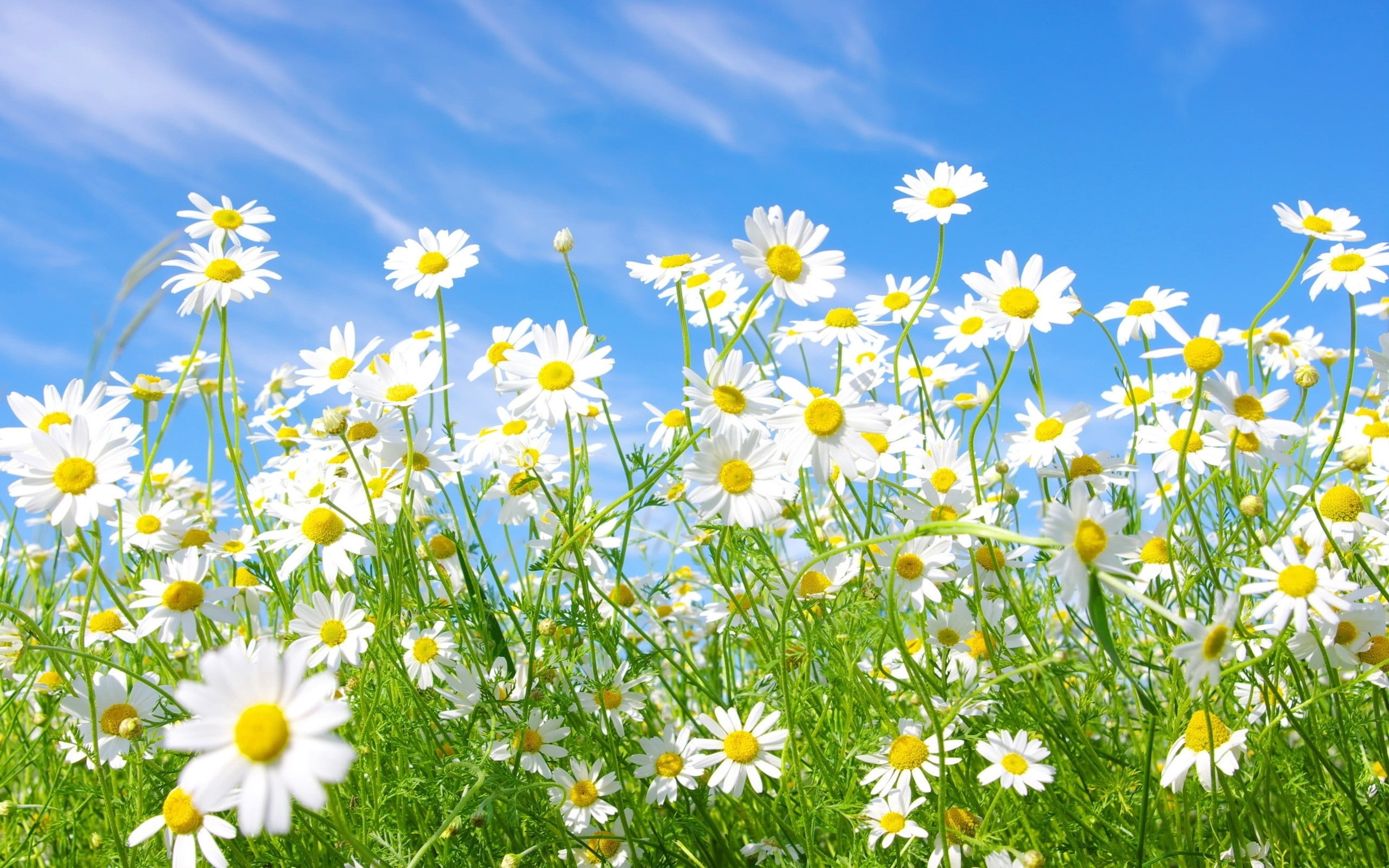 bed, pollen, backgrounds, non-Urban Scene, yellow, summer, leaf, outdoors, environment, sunlight, day, daisy, springtime, landscape, plant, blue, blossom, HD Wallpaper