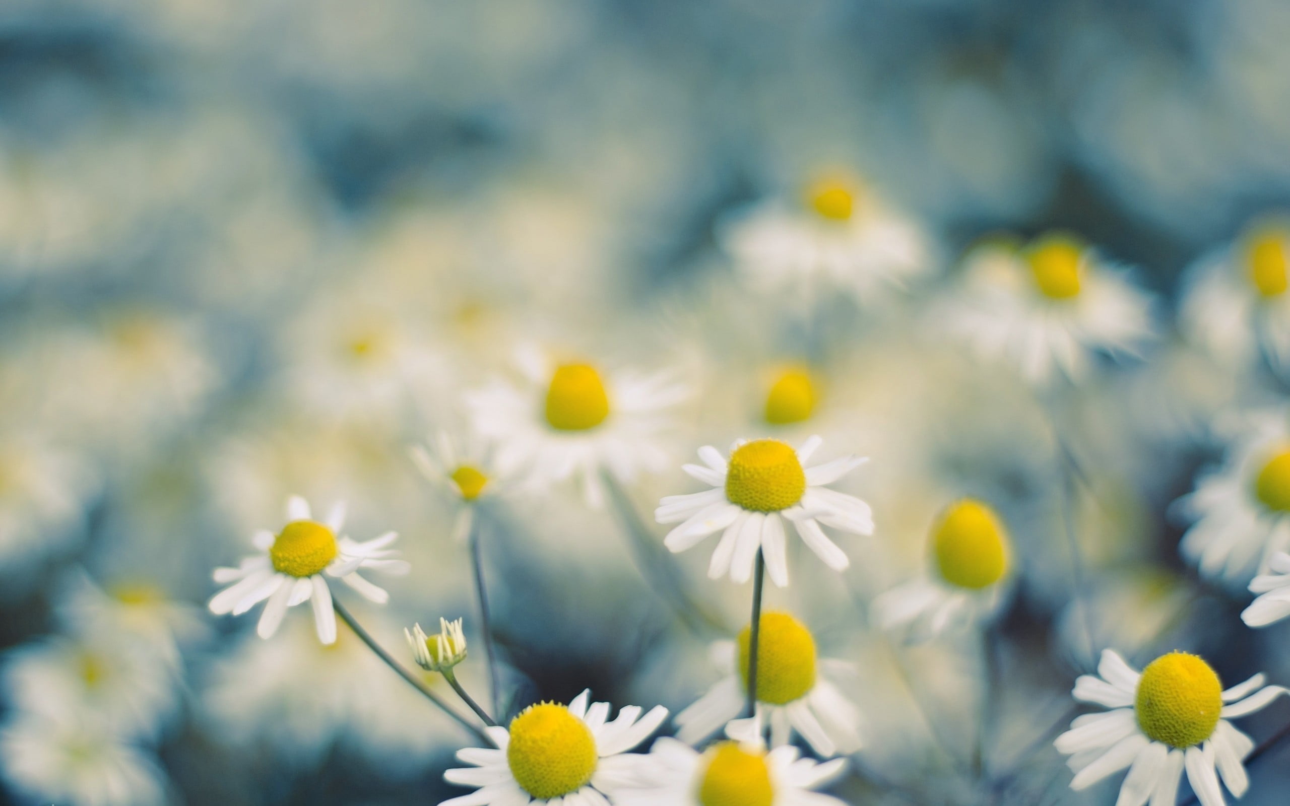 springtime, 2K, flower, plant, white flowers, selective focus, focus on foreground, white, macro, Chamomile, petal, nature, flower head, yellow, bright, HD Wallpaper