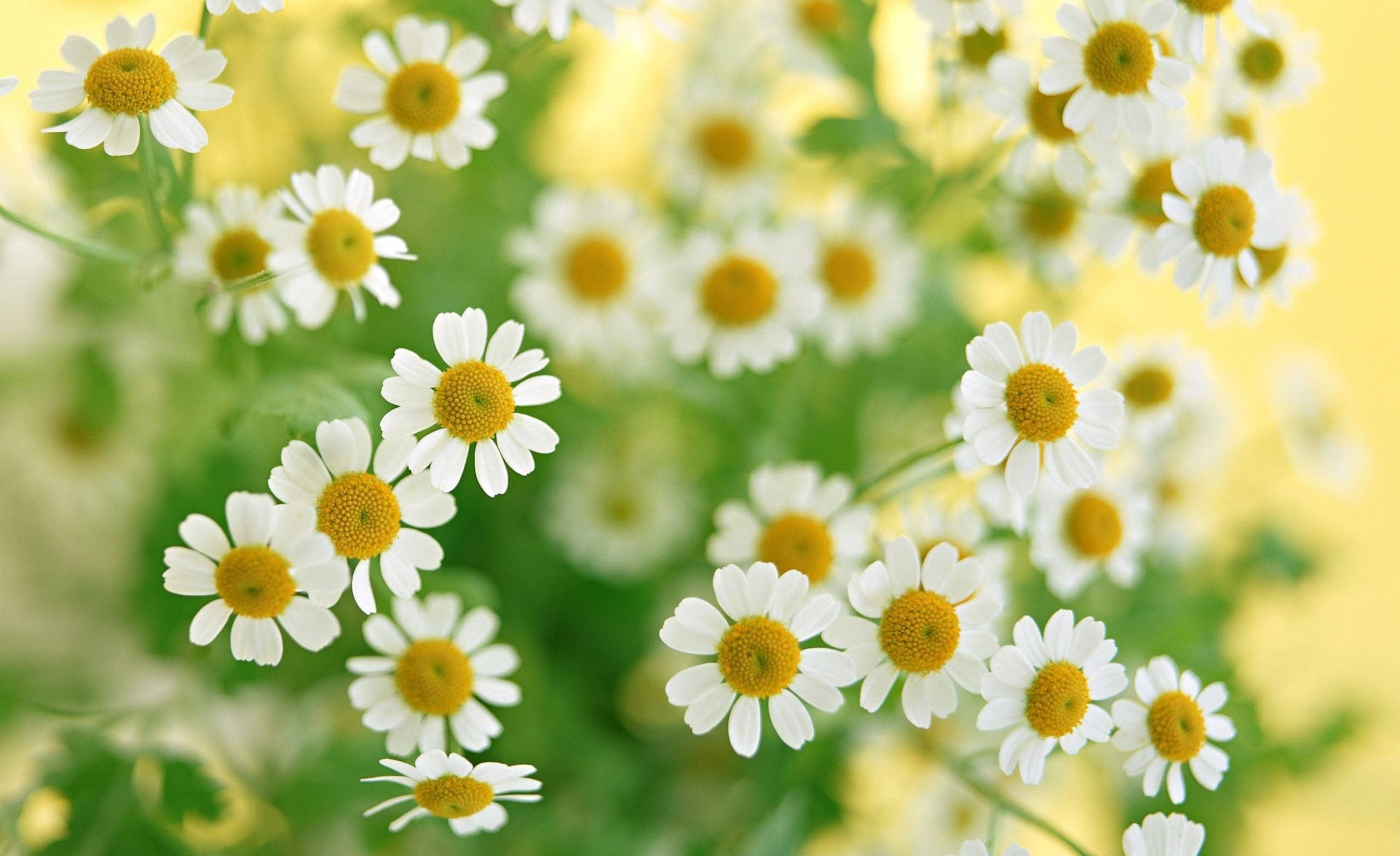 close-up, rural Scene, yellow, chamomile, leaf, daisy, vibrant Color, growth, botany, backgrounds, chamomile Plant, meadow, outdoors, season, summer, formal Garden, HD Wallpaper