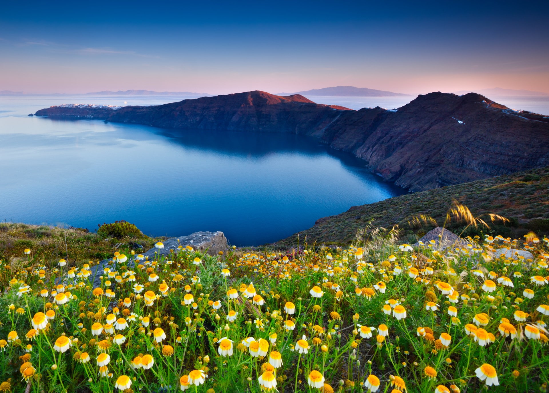 mountains, 1080P, flowers, Chamomile, HD Wallpaper