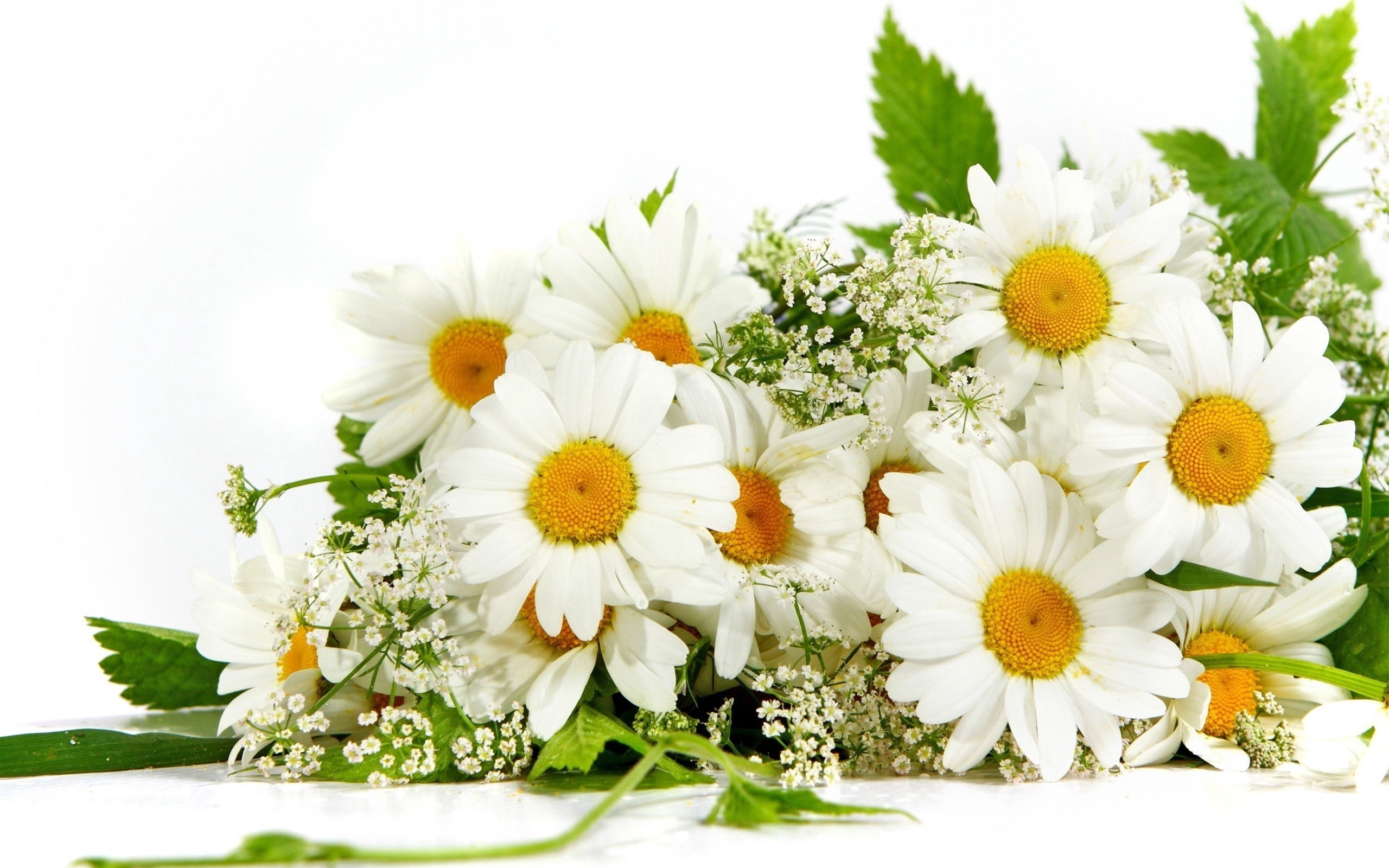 white, indoors, chamomile Plant, close-up, springtime, green Color, flower Head, celebration, decoration, plant, nature, petal, table, backgrounds, wedding, HD Wallpaper