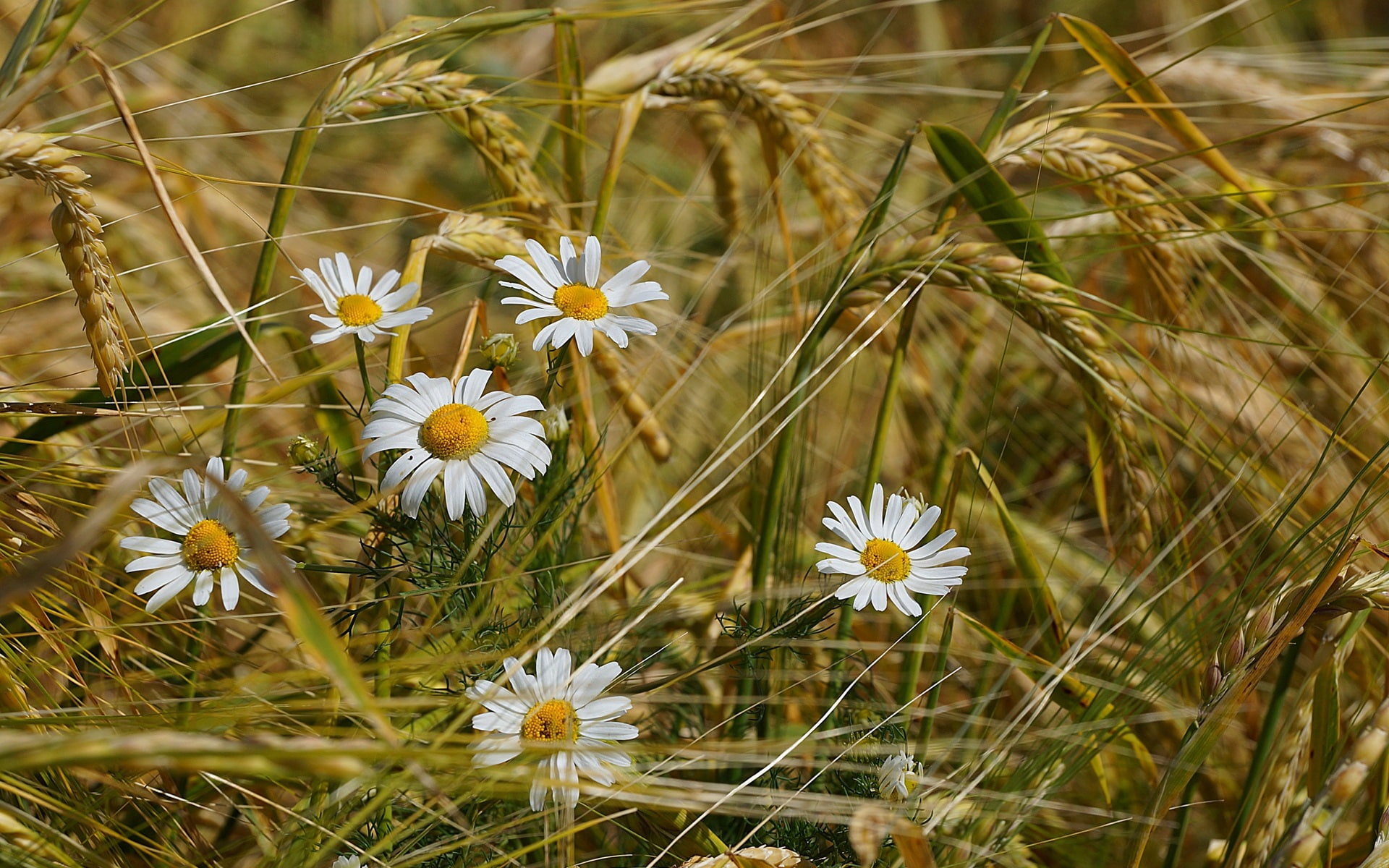 Wheat, Field, Flowers, Chamomile, 1080P, HD Wallpaper