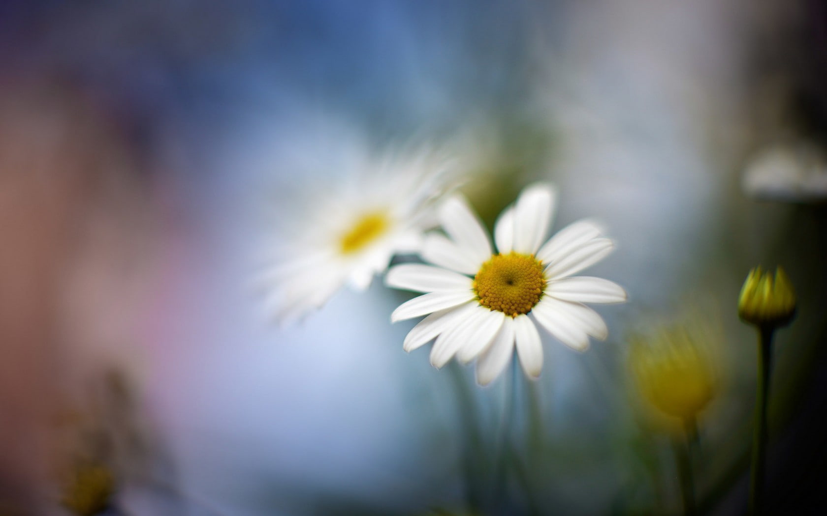 petal, focus on foreground, flower head, plant, springtime, white flowers, outdoors, 720P, Chamomile, flower, no people, pollen, freshness, vulnerability, HD Wallpaper
