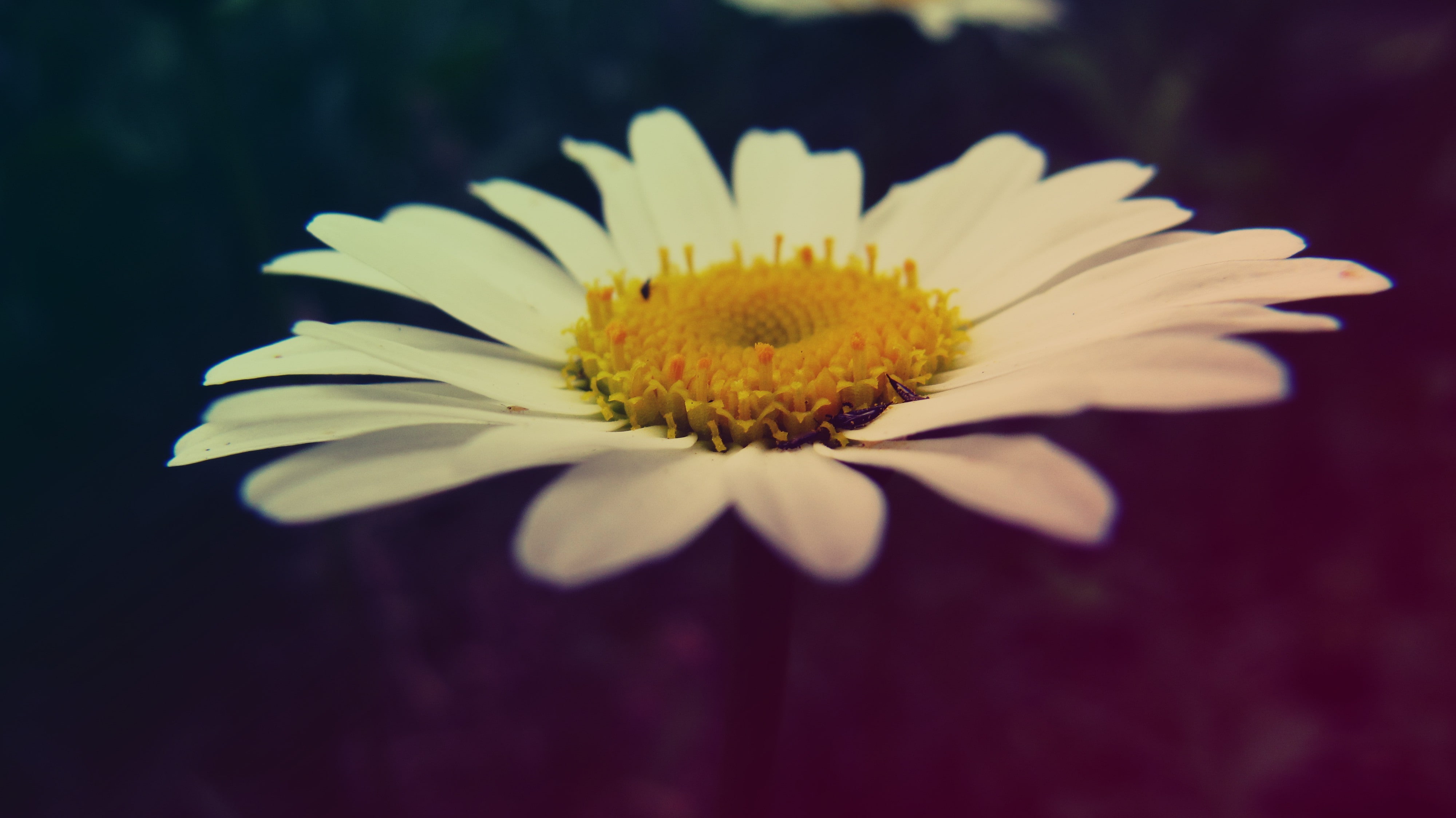vulnerability, outdoors, no people, growth, close-up, petal, fragility, flower, freshness, pollen, Chamomile, beauty in nature, yellow, matricaria, nature, HD Wallpaper