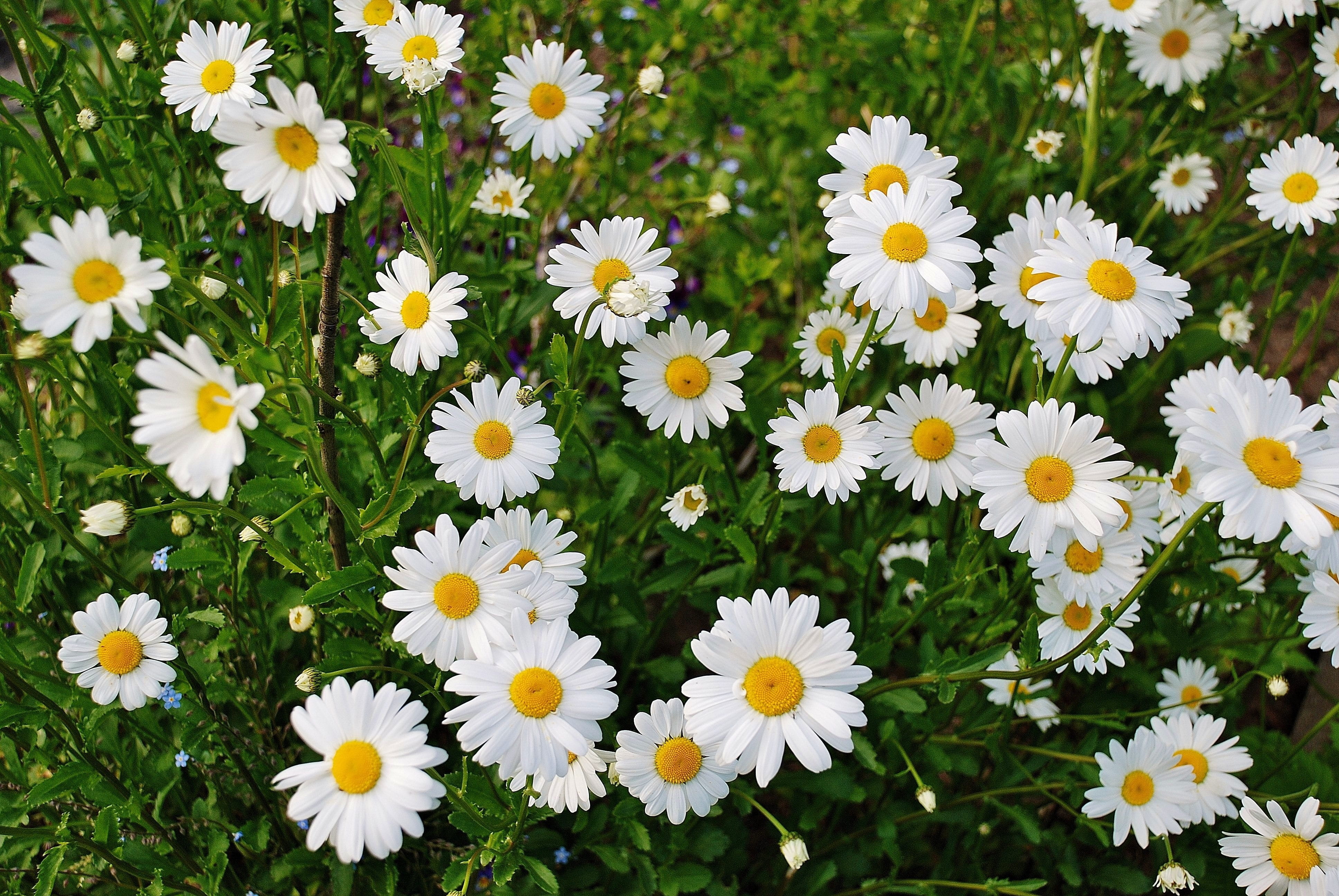 colorful, meadow, yellow, full frame, green Color, outdoors, chamomile Plant, close-up, garden, flower head, detail, Flower, high angle view, beauty In Nature, HD Wallpaper