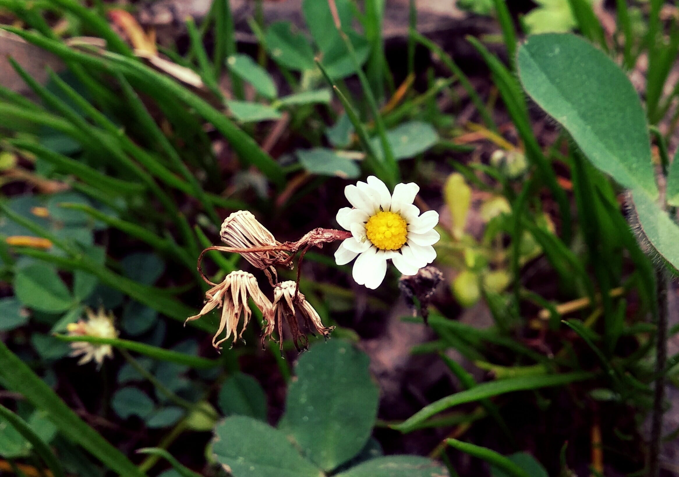 flowers, 1080P, daisies, Chamomile, alone, HD Wallpaper