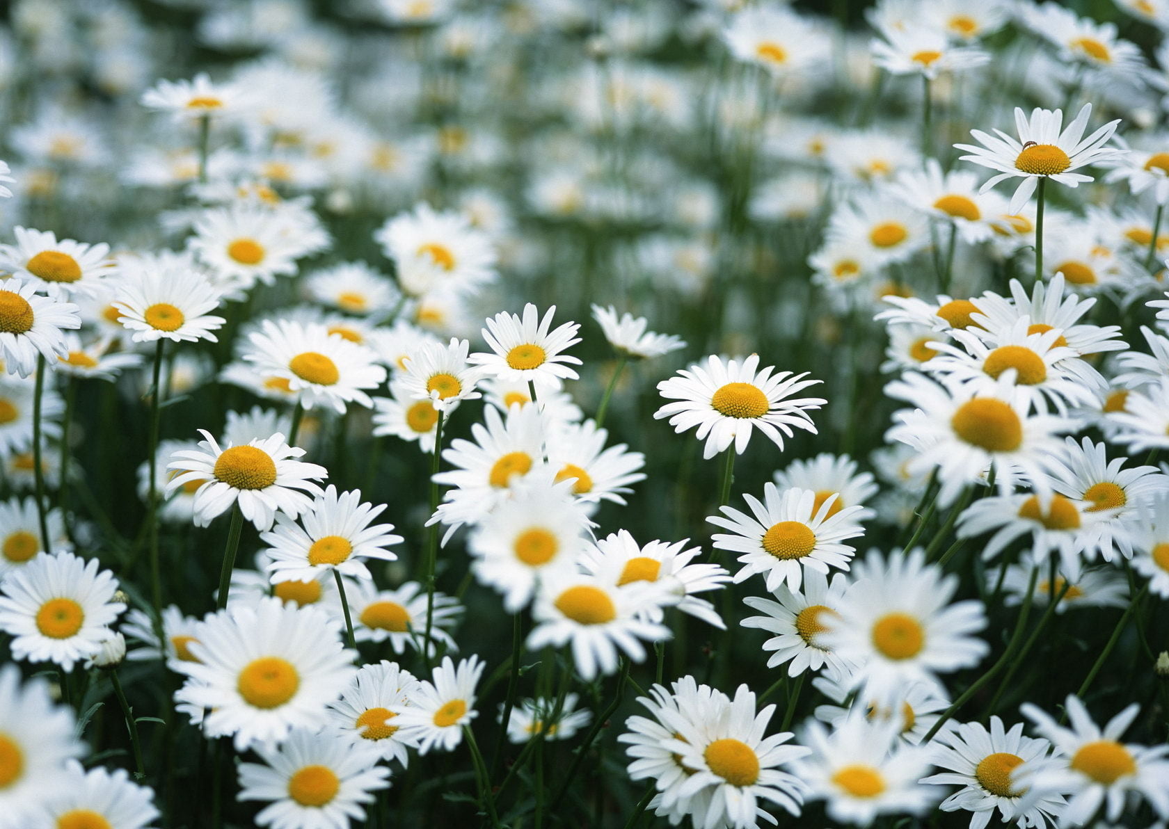 backgrounds, marguerite, flowering plant, growth, common, blossom, chamomile Plant, vulnerability, selective focus, beauty In Nature, freshness, leaf, flower Head, HD Wallpaper