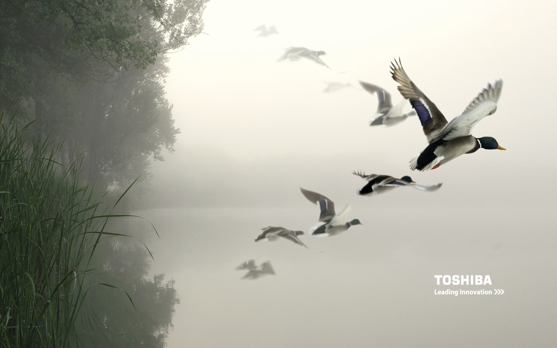 air, 1080P, birds, toshiba, HD Wallpaper
