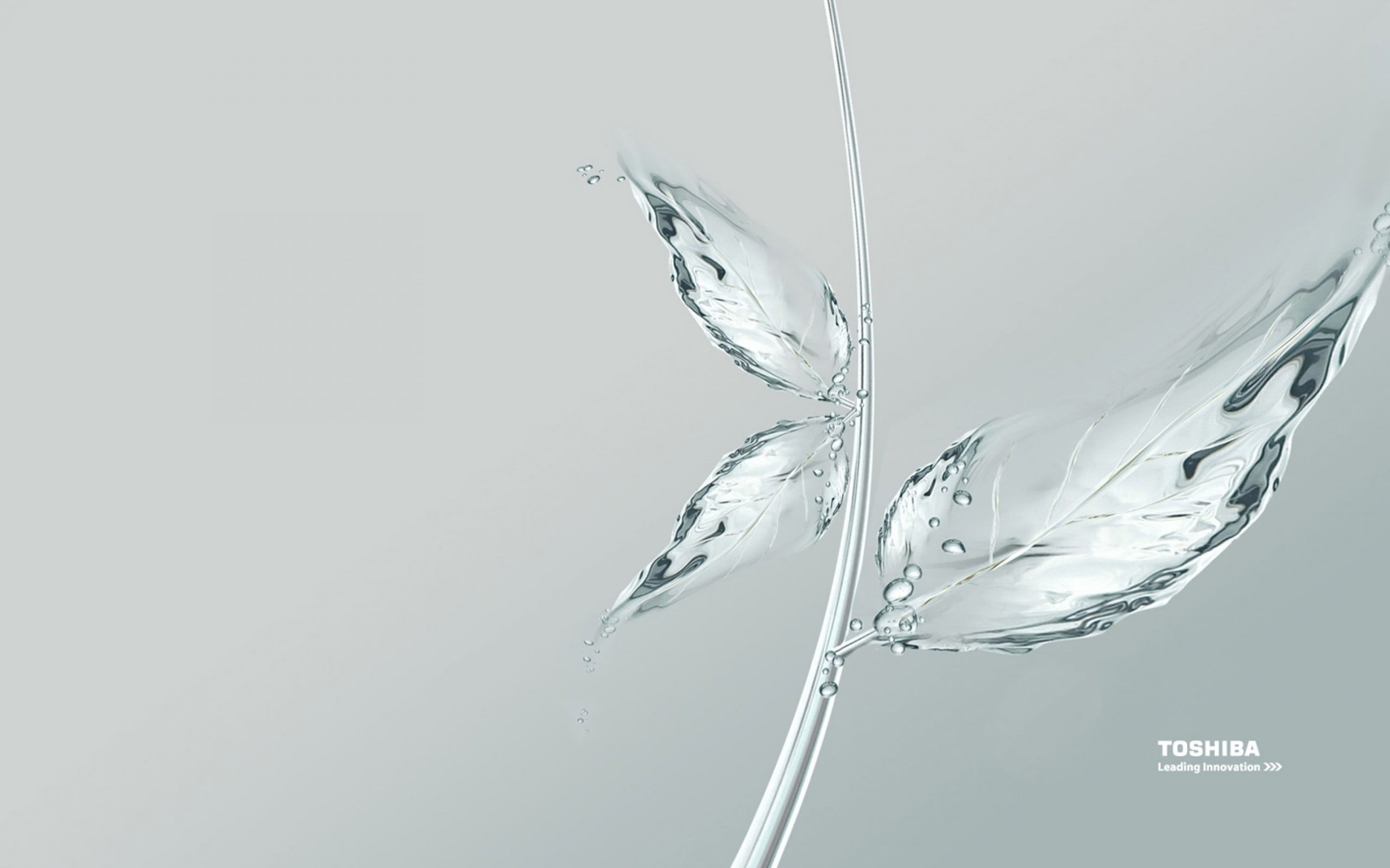 computer, 2K, logo, water, Computers, Toshiba, leaves, HD Wallpaper