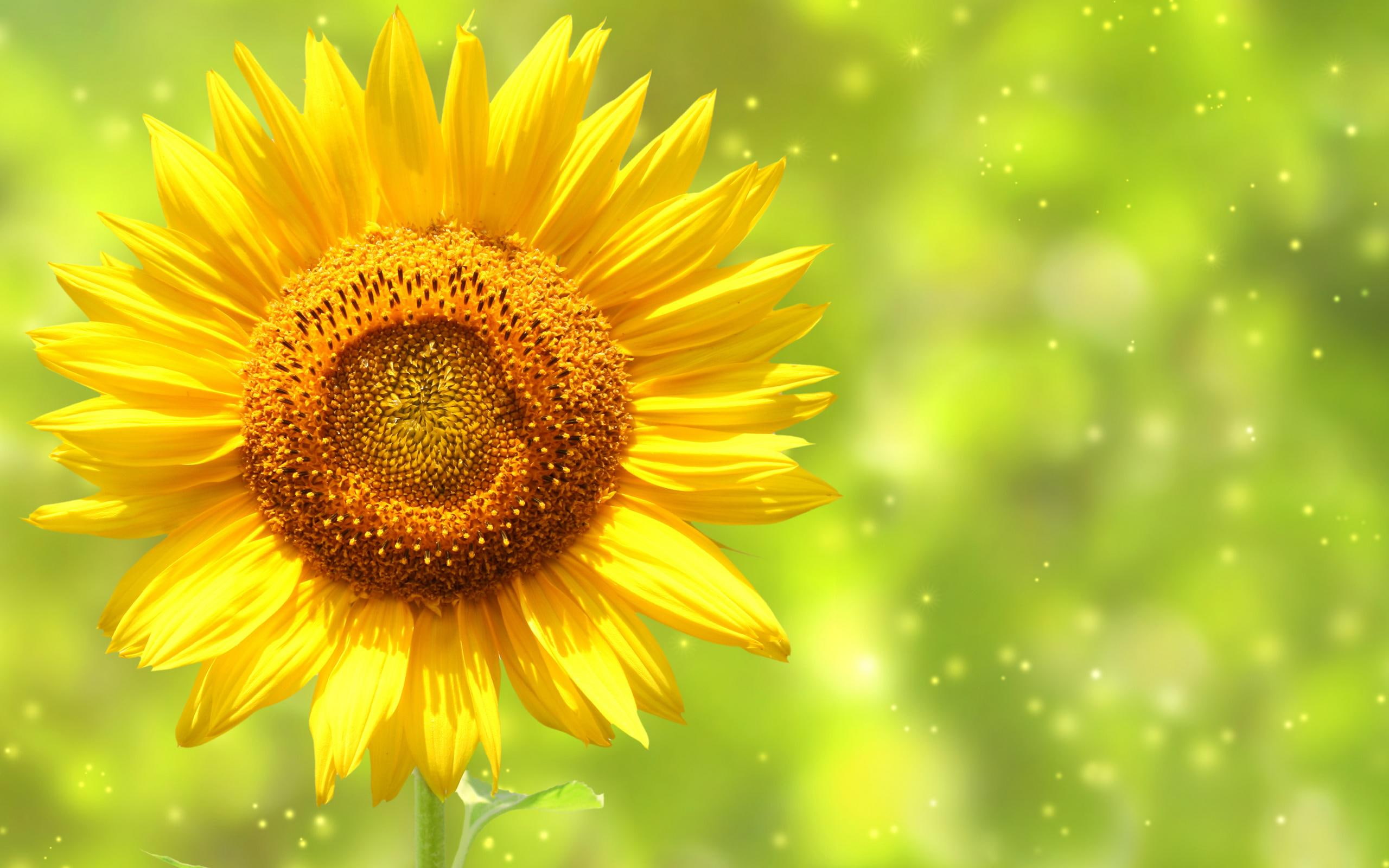 sunflower, flower, nature, 2K, yellow, HD Wallpaper