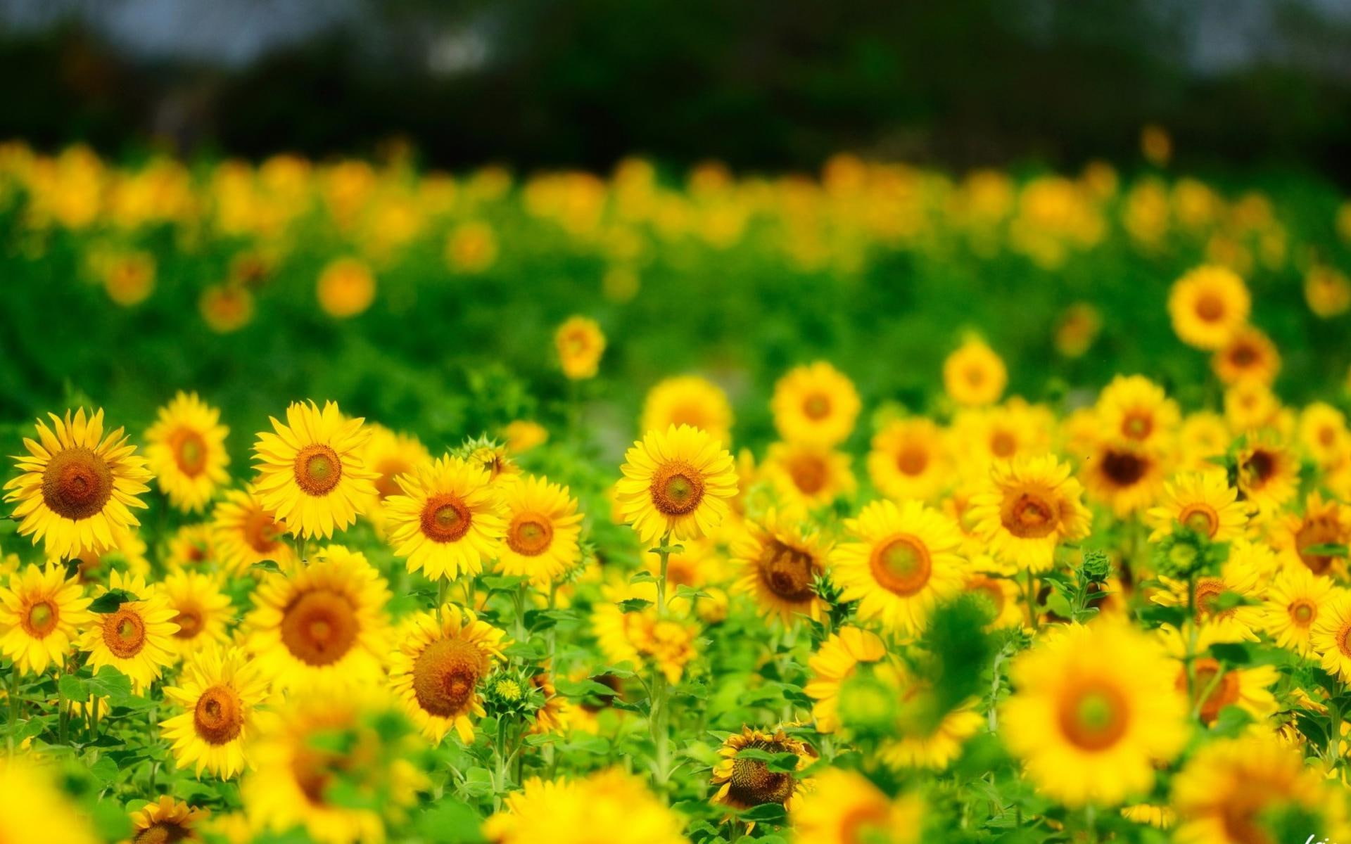 sunflowers, yellow, flowers, iphone, summer, 1080P, HD Wallpaper