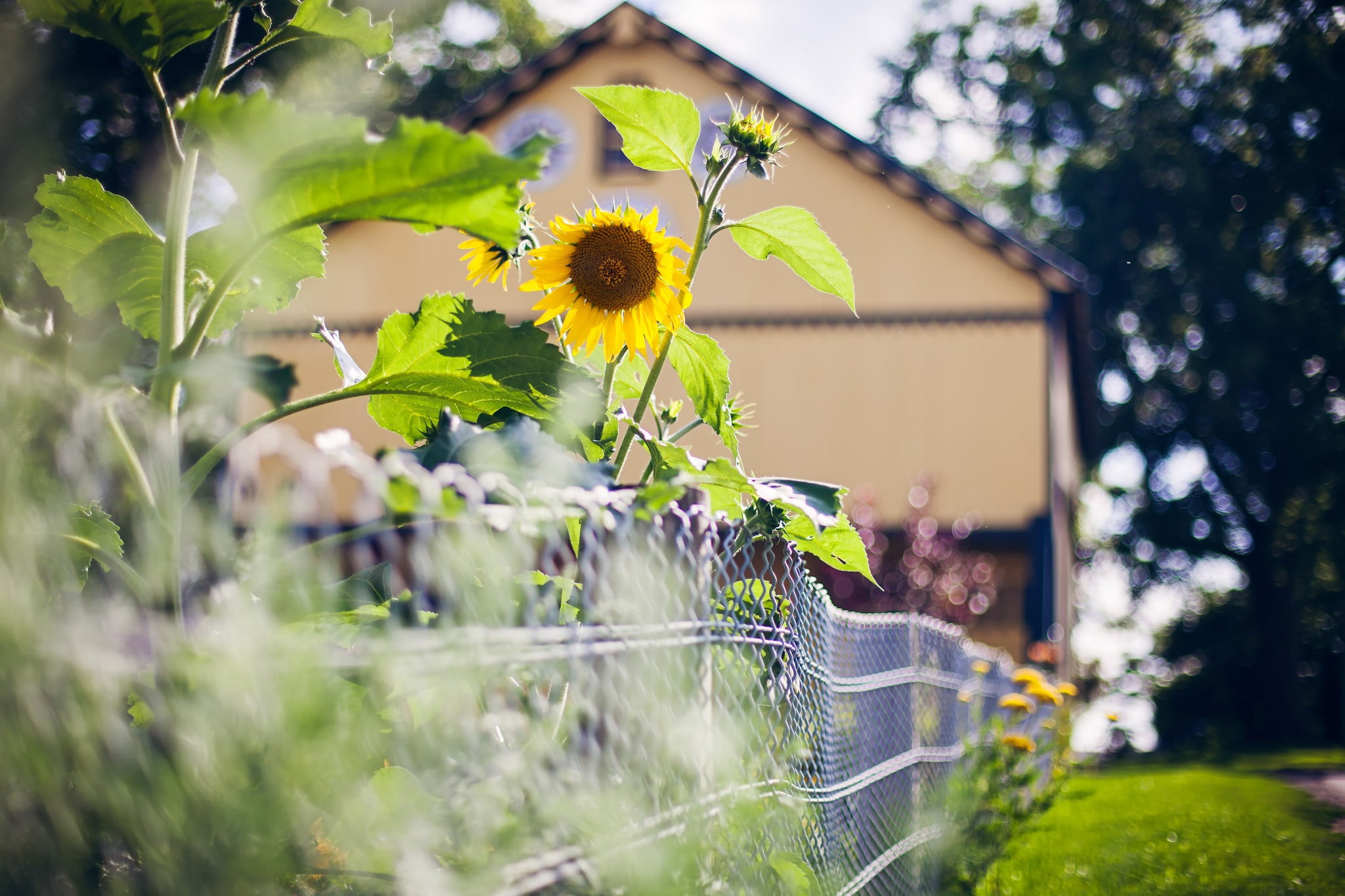 sunflower, 1080P, house, yellow, fence, summer, HD Wallpaper