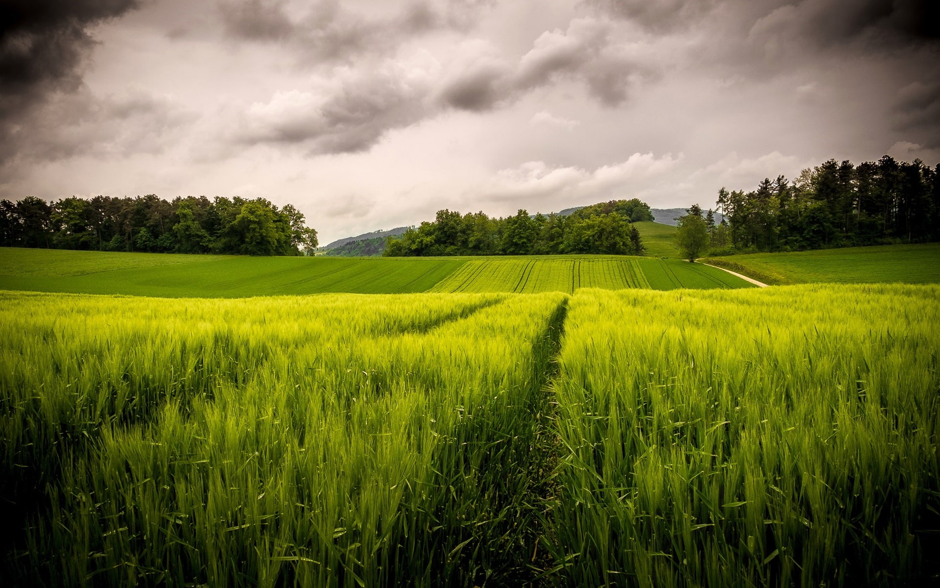 field, Hills, Fields, rice, Sky, Green, Clouds, 1080P, Trees, HD Wallpaper
