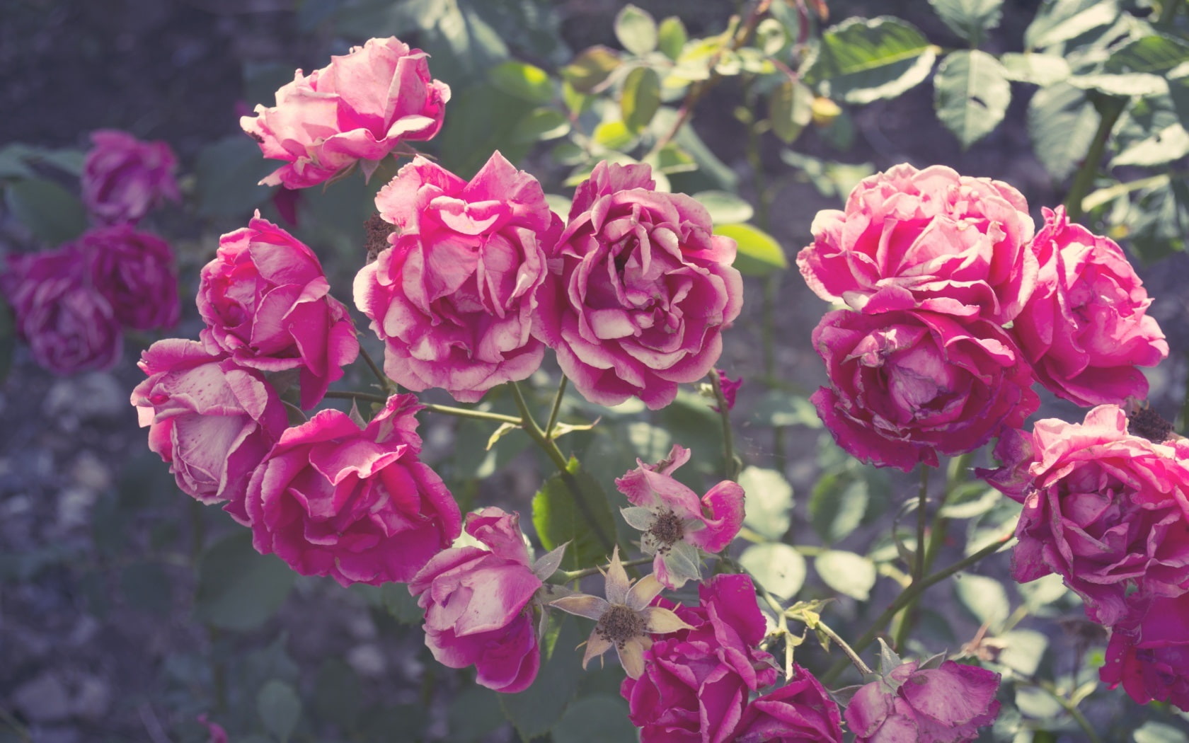 Pink, 720P, Rose, Summer, Flowers, HD Wallpaper