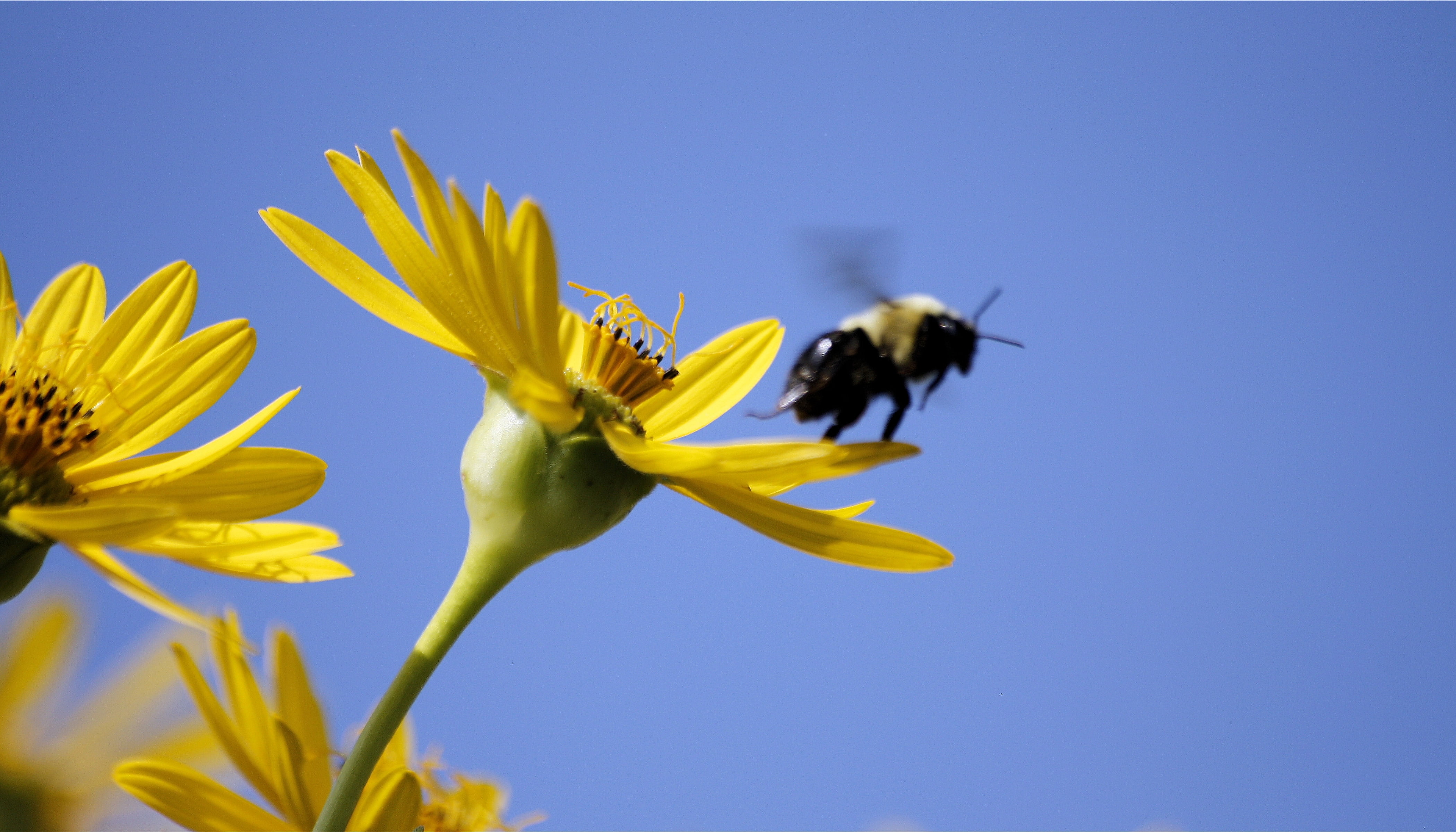 plant, summer, perched, springtime, sky, Iowa, flower, bee, nature, pollen, refuge, 4K, yellow, petaled, blue, pollination, Neal Smith National Wildlife Refuge, HD Wallpaper