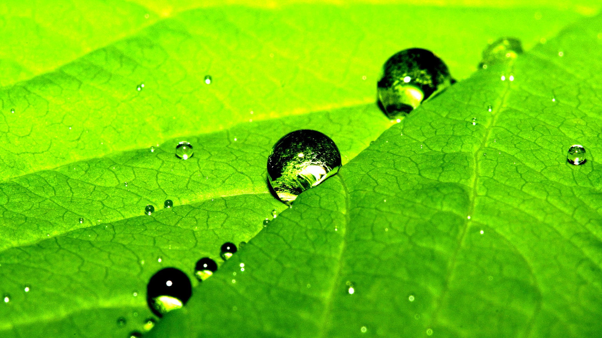 droplet, garden, leaf beetle, condensation, growth, drop, leaves, close-up, wet, spring, botany, 1080P, close, morning, rain, environment, animal, water, HD Wallpaper
