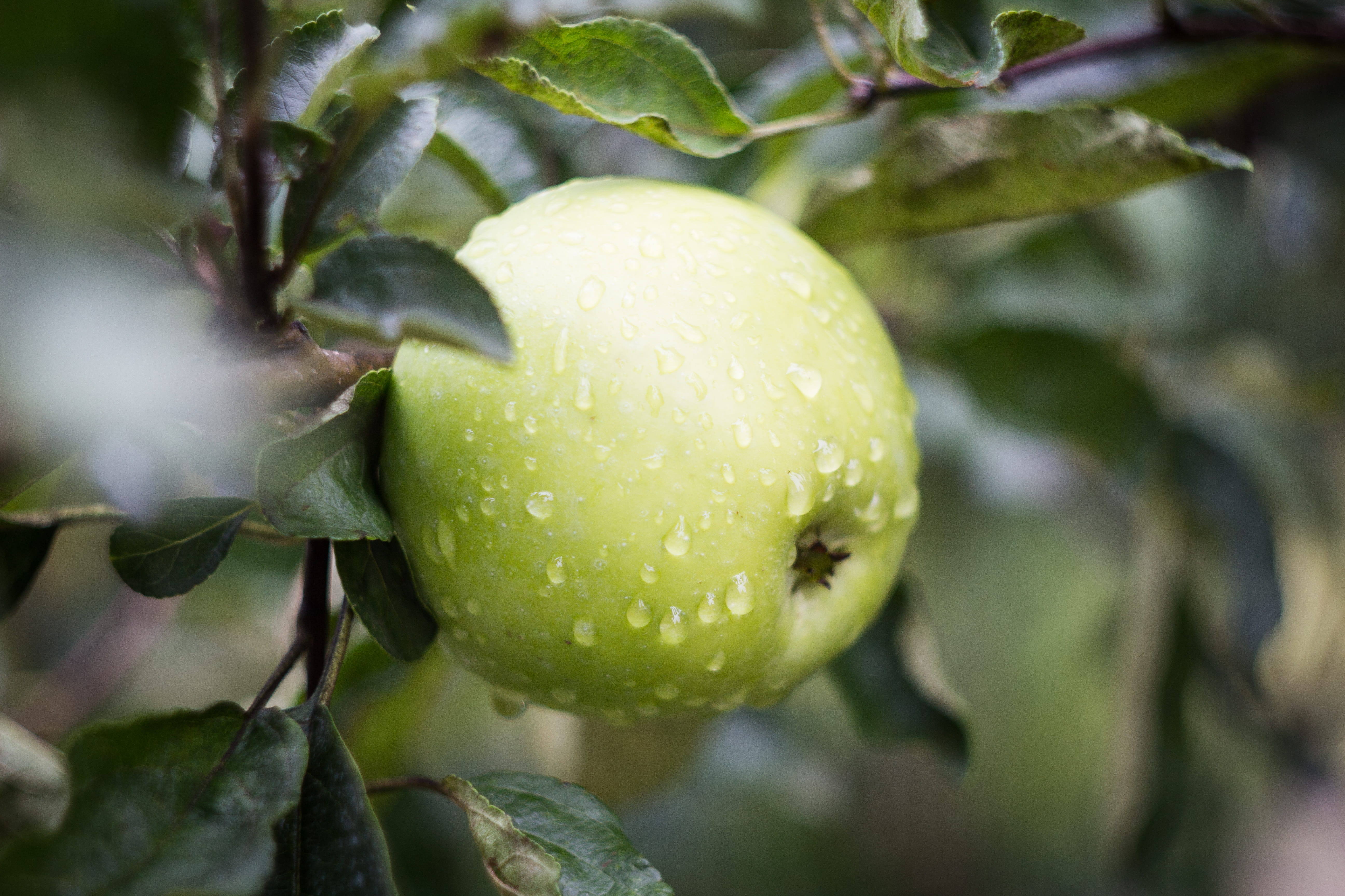 gardening, ukraine, food, wellbeing, close-up, garden, summer, drops, farming, water, leaf, green color, farm, tree, no people, plant part, freshness, focus on foreground, HD Wallpaper