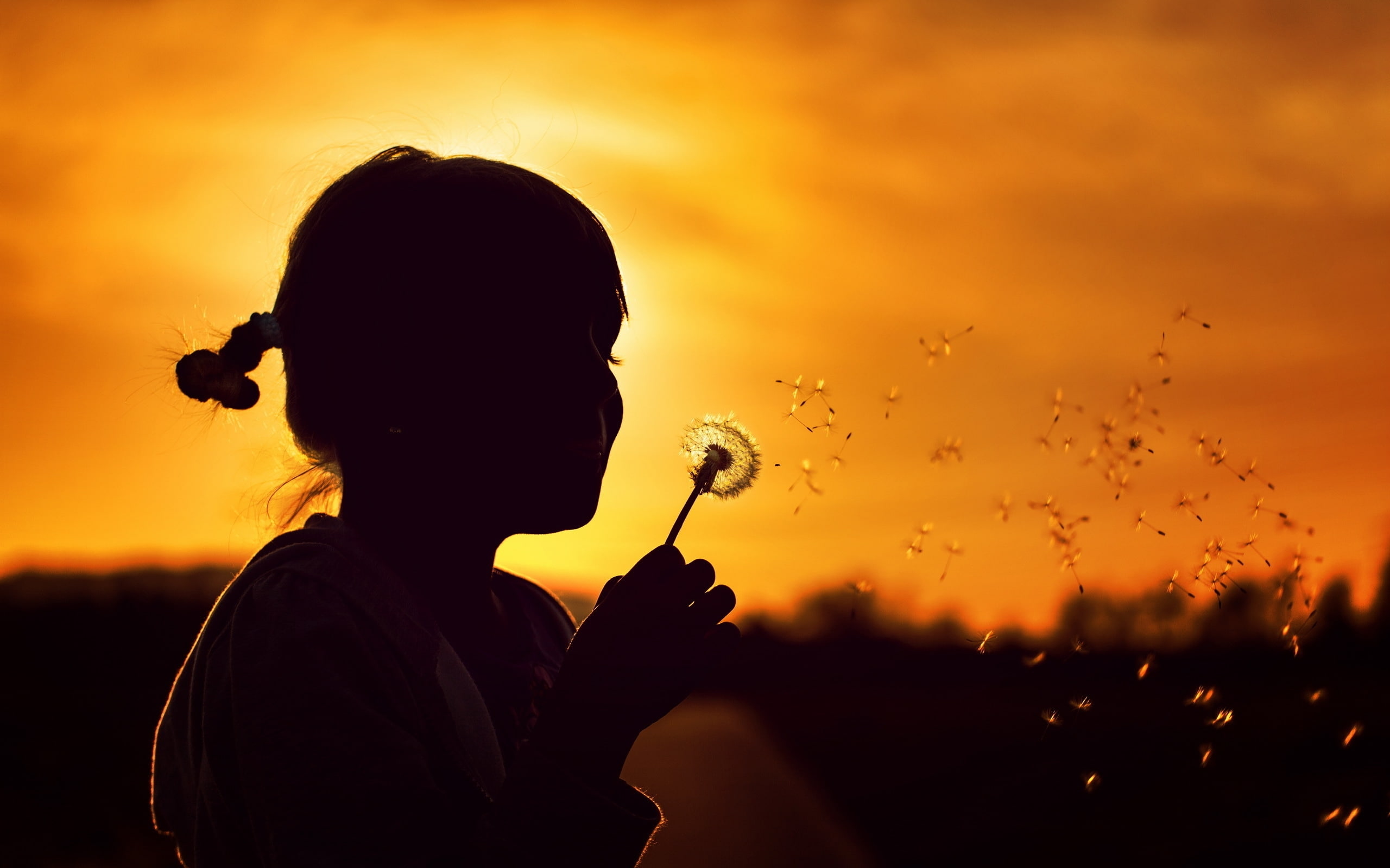 2K, sunset, blowing, dandelion, white, flower, girl, seeds, HD Wallpaper