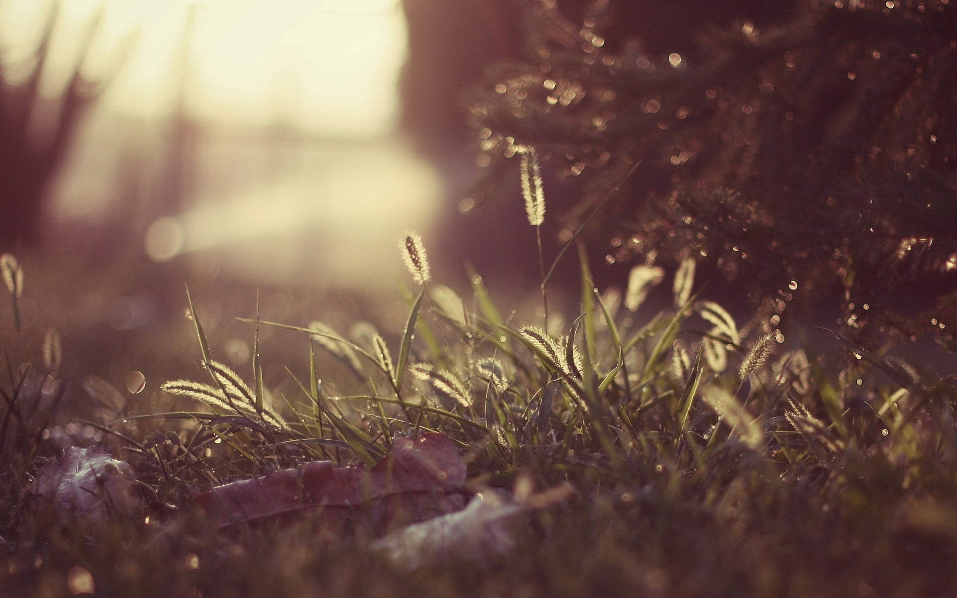 backgrounds, selective, leaf, springtime, rural Scene, morning, grasses, meadow, landscape, tree, beauty In Nature, 1080P, season, sunbeam, close-up, tranquil scene, HD Wallpaper