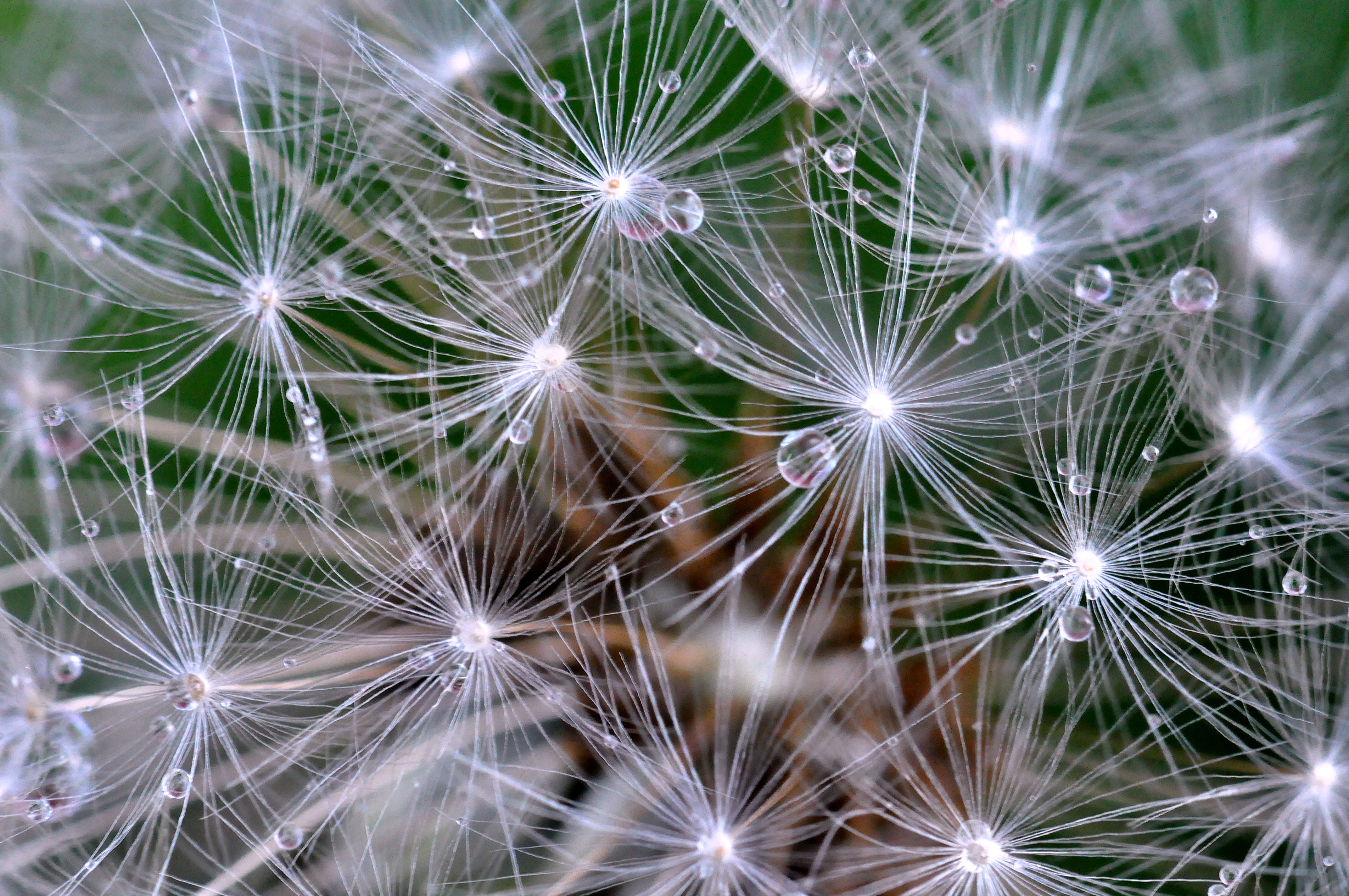 dandelion seed, inflorescence, white color, flowering plant, fragility, pattern, white, full frame, softness, freshness, nature, flower, summer, light - Natural Phenomenon, HD Wallpaper