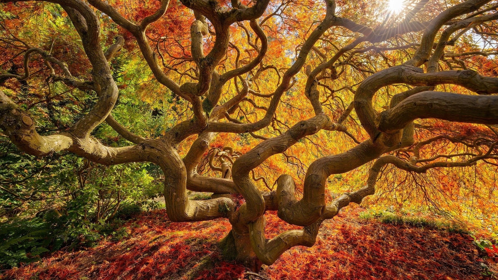 no people, scenics, outdoors, season, plant part, trees, change, autumn, leaves, sunlight, brown, stems, park - Man Made Space, landscape, tranquility, HD Wallpaper