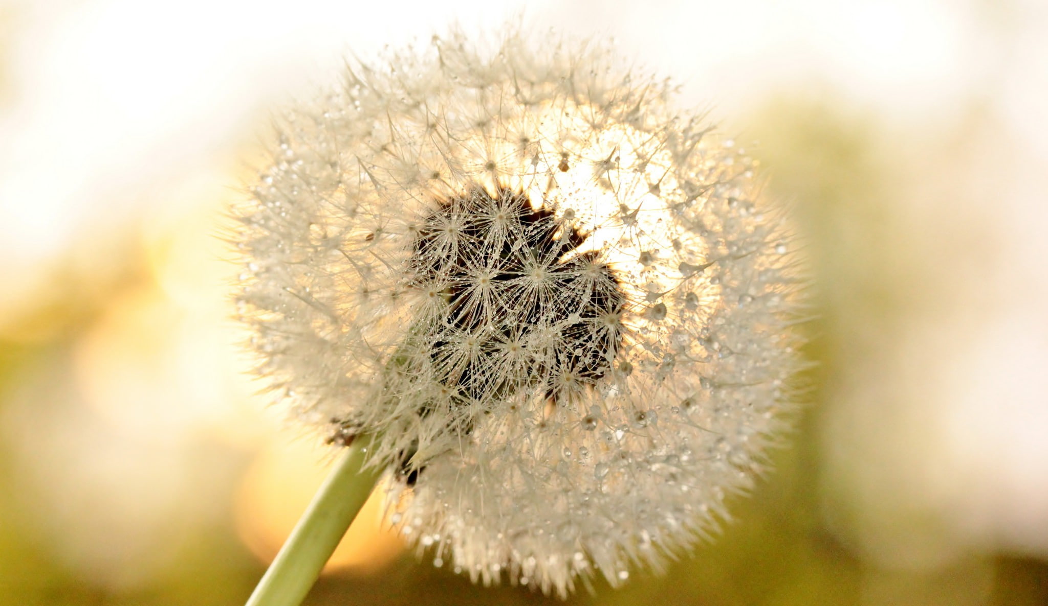 s, Dandelion Flower, 1080P, dandelion, flower, Macro, HD Wallpaper