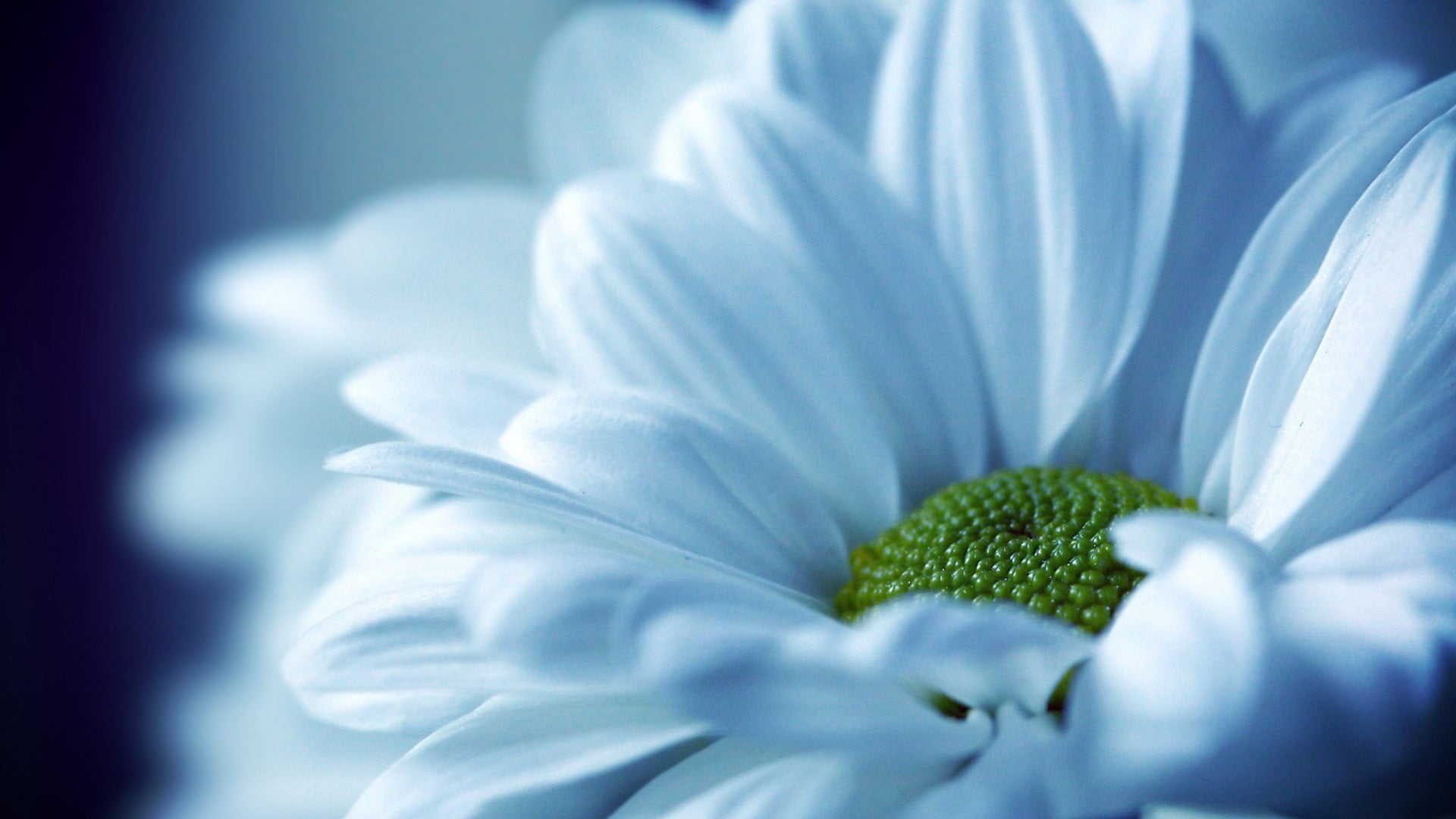 fragility, selective focus, no people, flowers, flower head, white flowers, blue, springtime, flowering plant, flower, 1080P, vulnerability, plants, close-up, HD Wallpaper