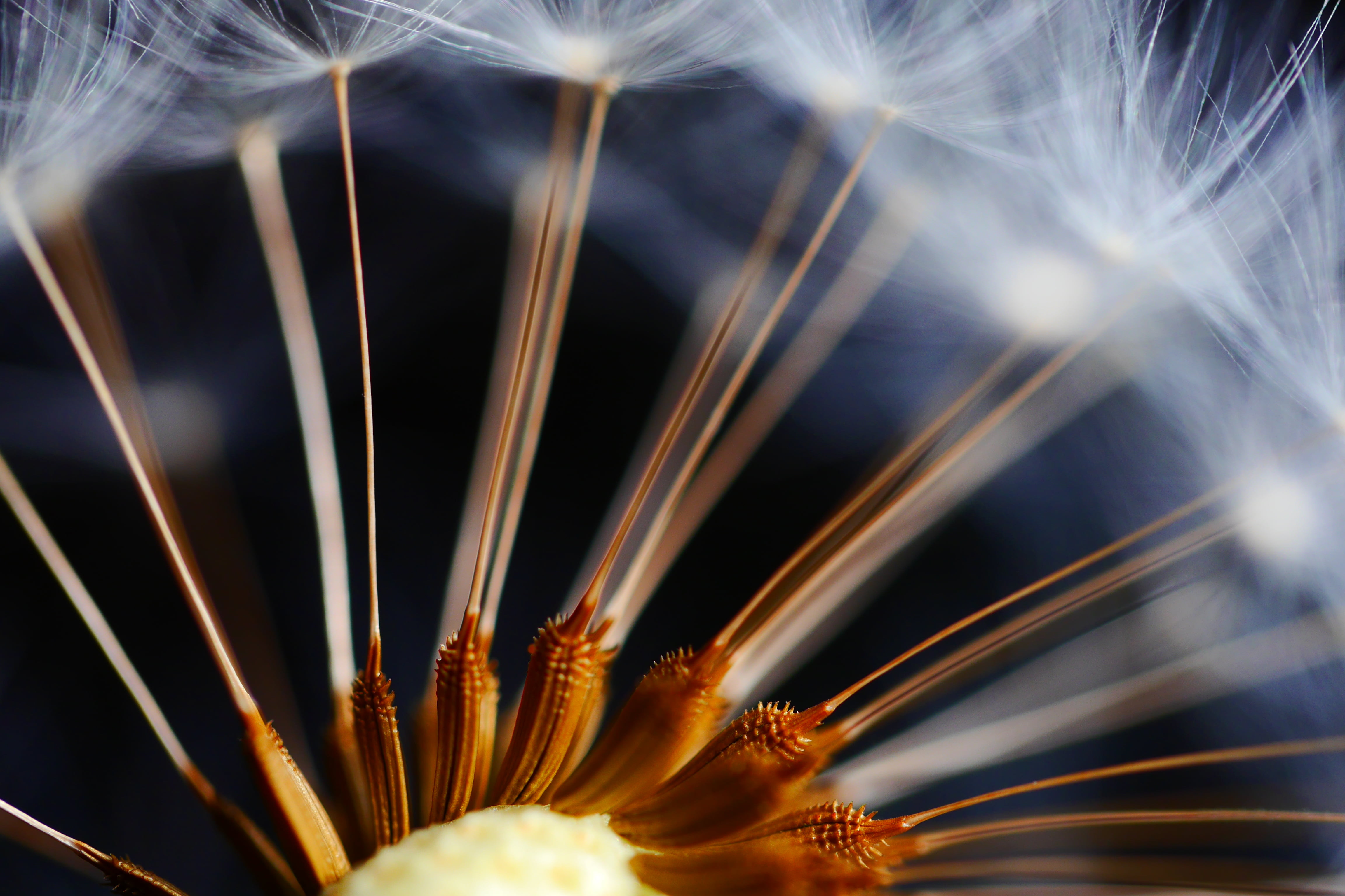 nature, macro, dandelion, flowers, dandelion.seeds, plant, close-up, close up, single Flower, 4K, close, summer, flower, head, gone with the wind, photo, HD Wallpaper