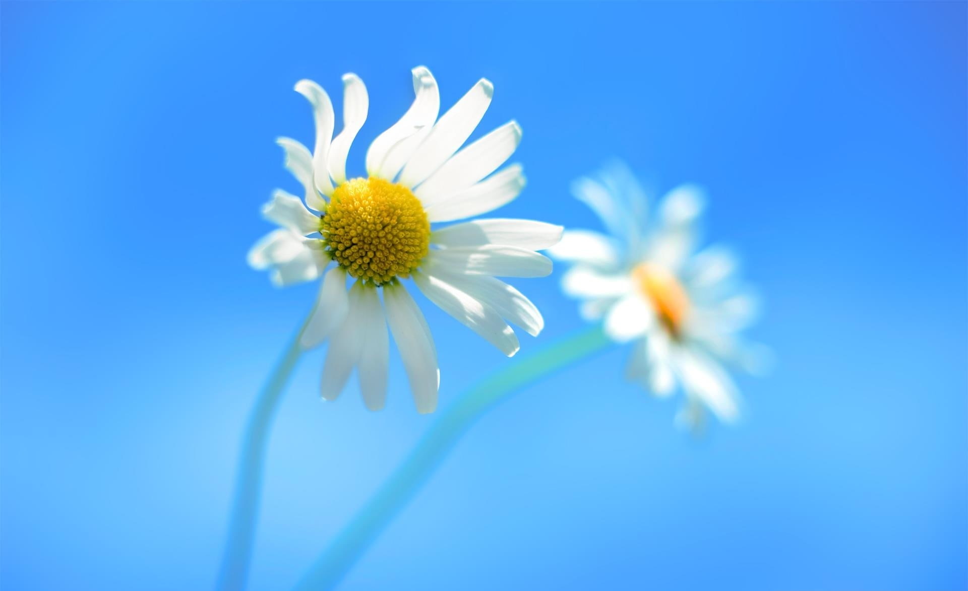 purity, daisy, Windows, growth, vulnerability, colored background, blue, close-up, plant, yellow, flowering plant, flower head, nature, beauty in nature, HD Wallpaper