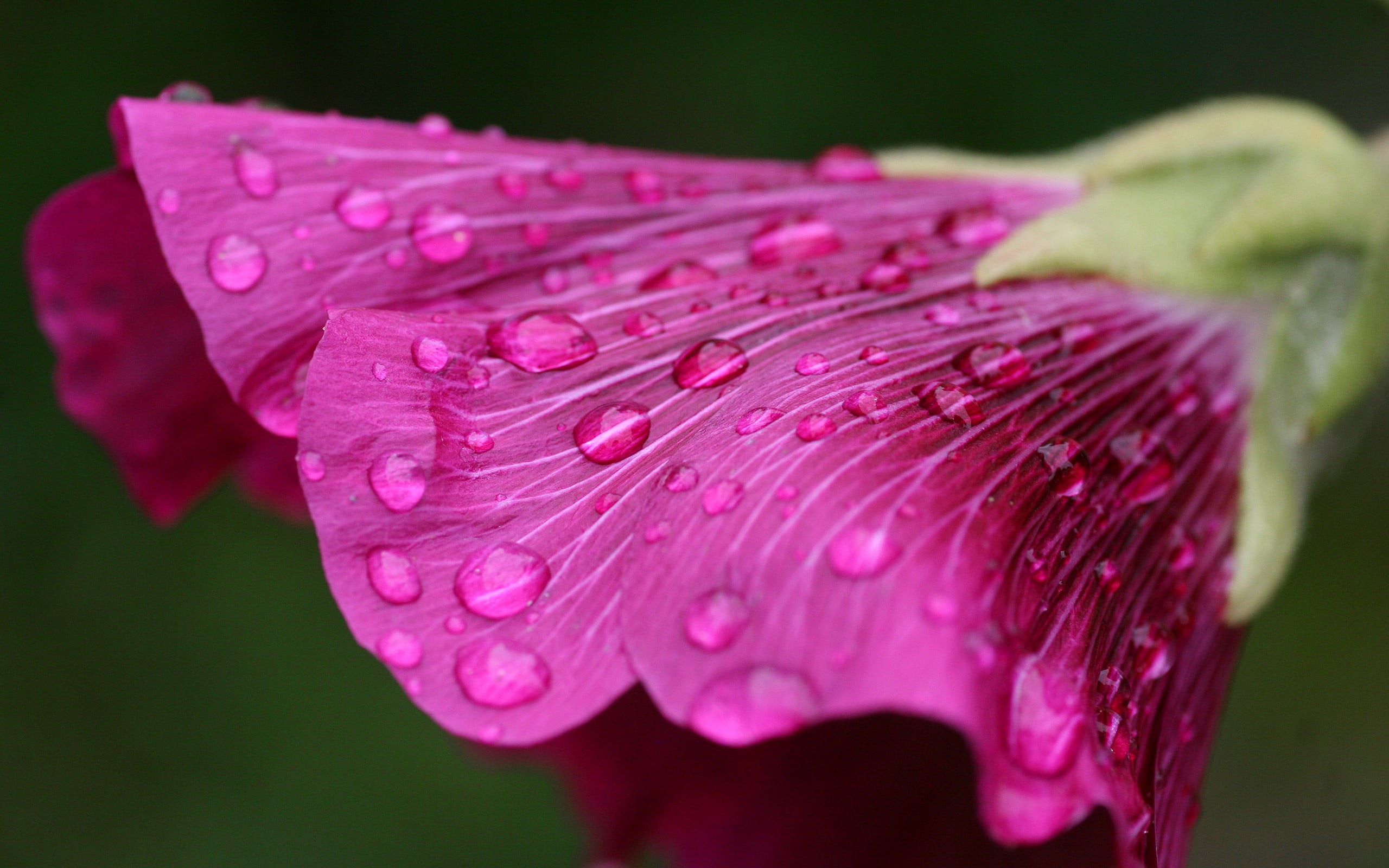dew, pink color, drop, macro, focus, flowers, inflorescence, 2K, water, pink, flower head, petaled, nature, flowering plant, rain, wet, shallow, beauty in nature, HD Wallpaper