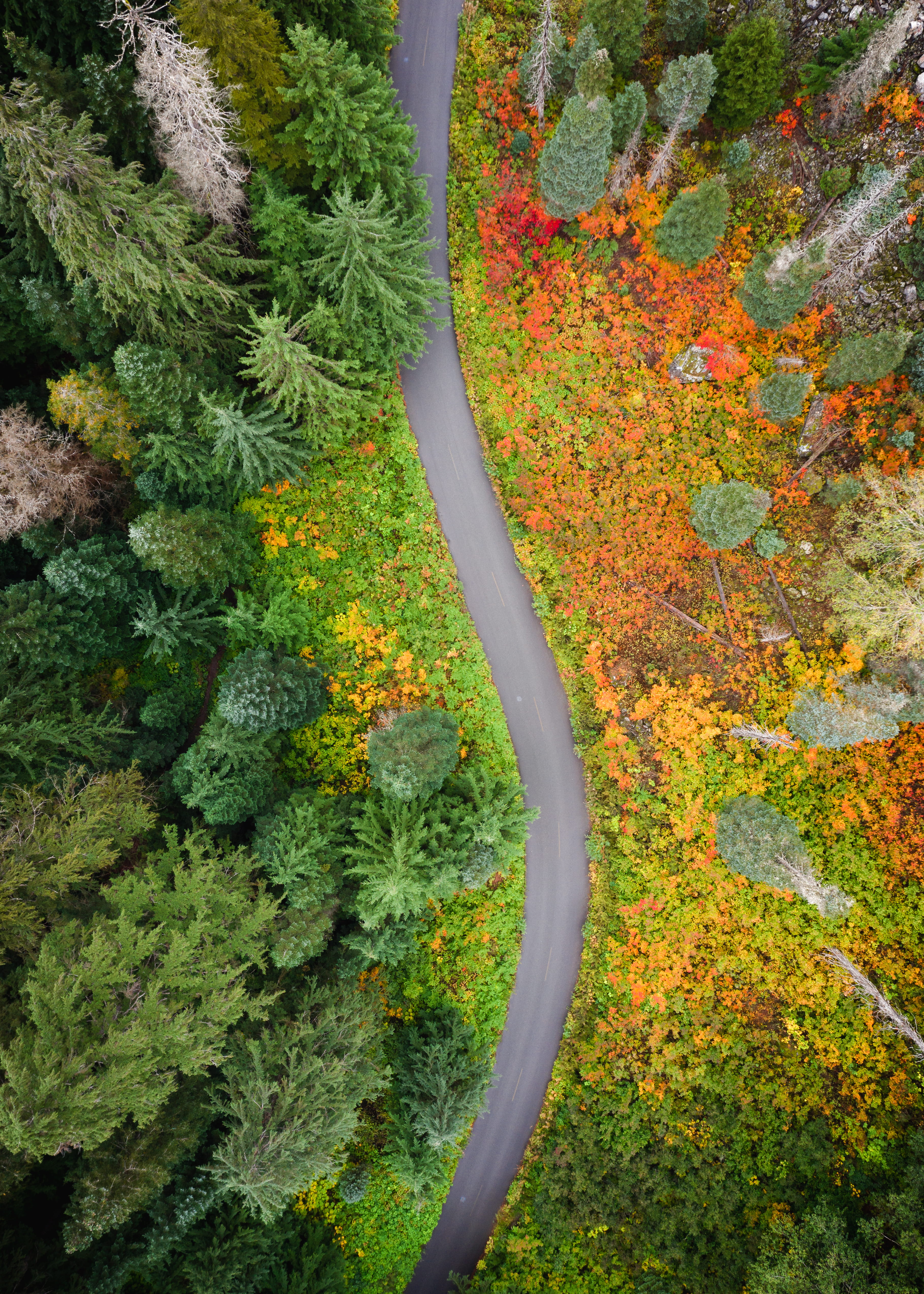 leaf, woodland, branch, vertical, nature, no People, multi Colored, bush, orange, track, red, orange Color, pnw, aerial view, colors, tree, lush Foliage, Phone HD Wallpaper