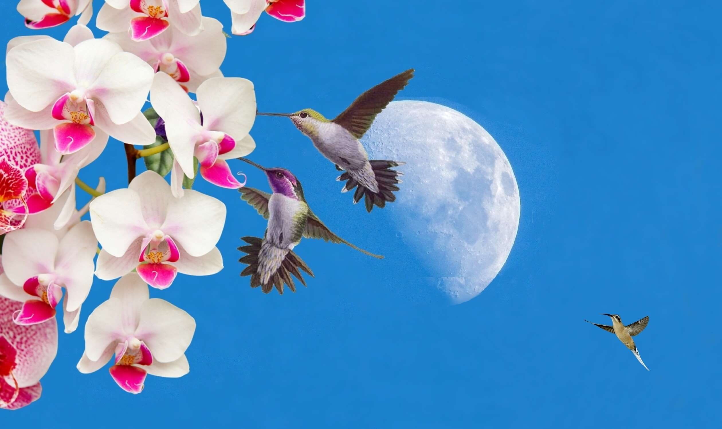 animal, orqudeas, bird, cu azul, flowering plant, springtime, animal wildlife, blue, no people, beija flor, flower head, mid-air, lua, plant, flower, pink color, HD Wallpaper