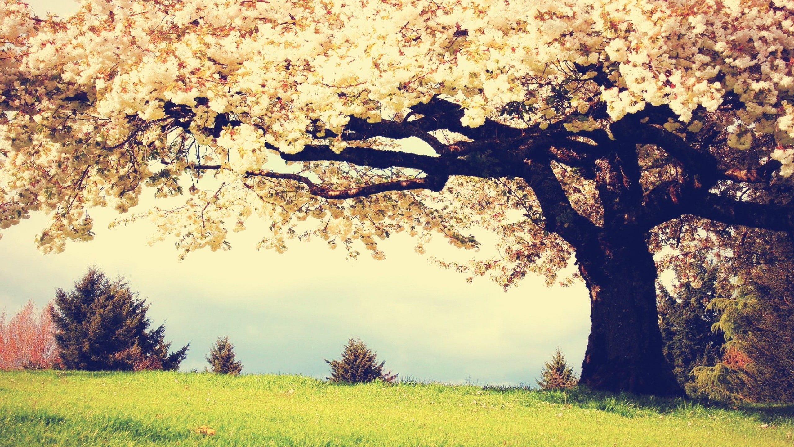 tranquility, growth, change, landscape, no people, trunk, scenics - nature, arbol, field, naturaleza, land, hojas, springtime, autumn, tree, plant, cherry blossom, HD Wallpaper