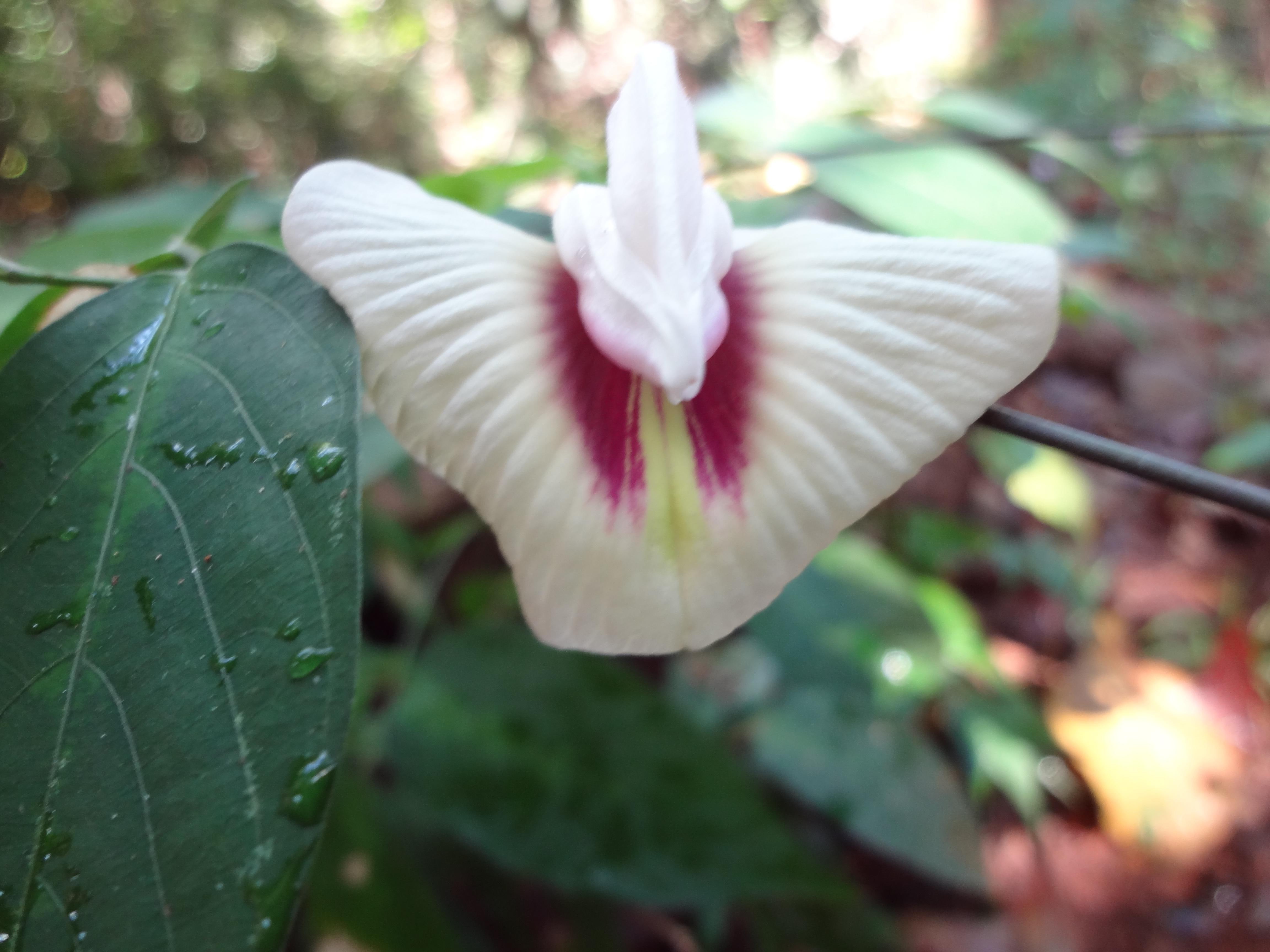 de, 4K, blanca, campo, flor, enrredadera, HD Wallpaper
