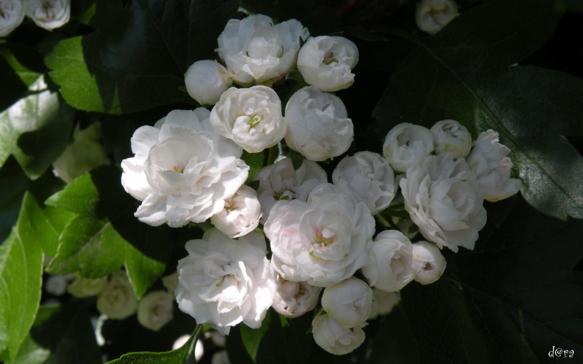 flowers, white, 3d and abstract, 1080P, blancas, flores, bonitas, HD Wallpaper